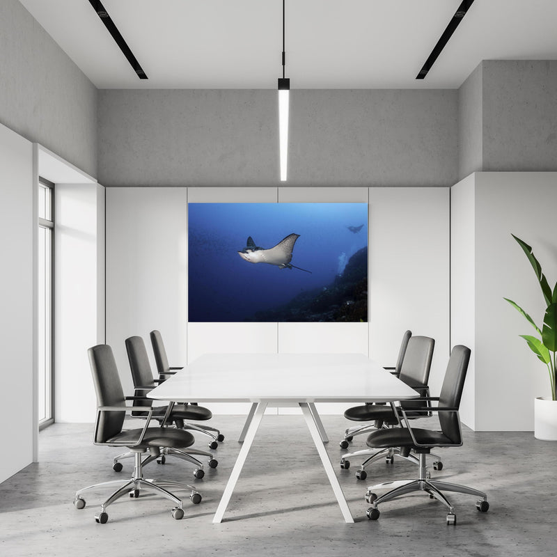 Office Poster  - Adlerrochen schwimmt über dem Korallenriff in einem Konferenzraum an weißer Wand hängend