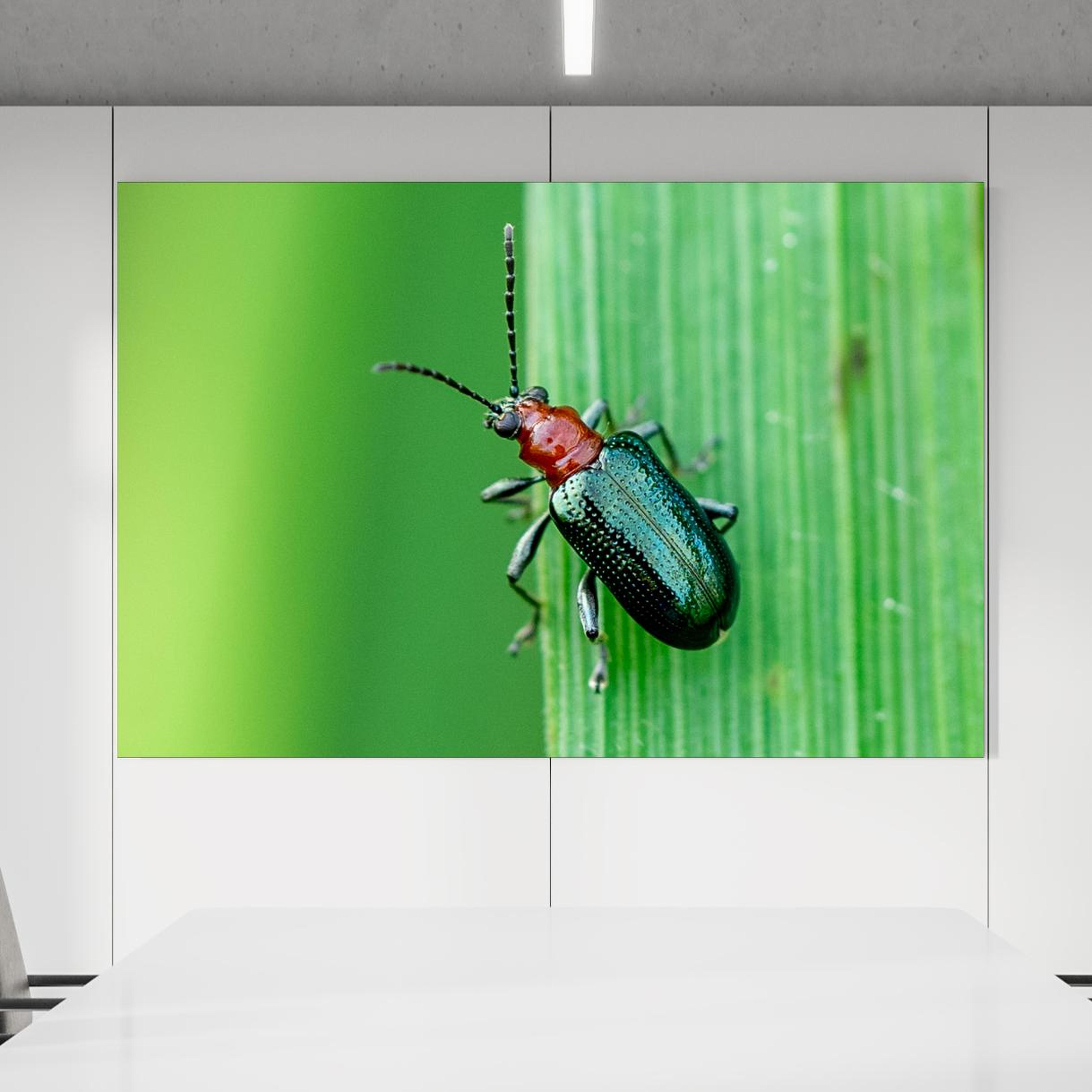 Office Poster  - Käfer auf Blatt in einem Konferenzraum an weißer Wand hängend Zoom