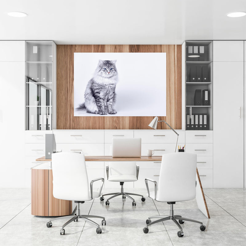 Office Poster  - Langhaar Kätzchen mit schönen blauen Augen an einer Holzwand hängend im Büroraum
Office Poster  - Langhaar Kätzchen mit schönen blauen Augen an einer Holzwand hängend im Büroraum