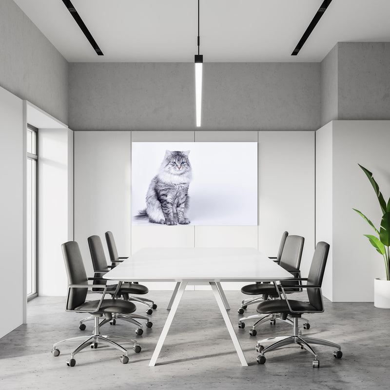 Office Poster  - Langhaar Kätzchen mit schönen blauen Augen in einem Konferenzraum an weißer Wand hängend