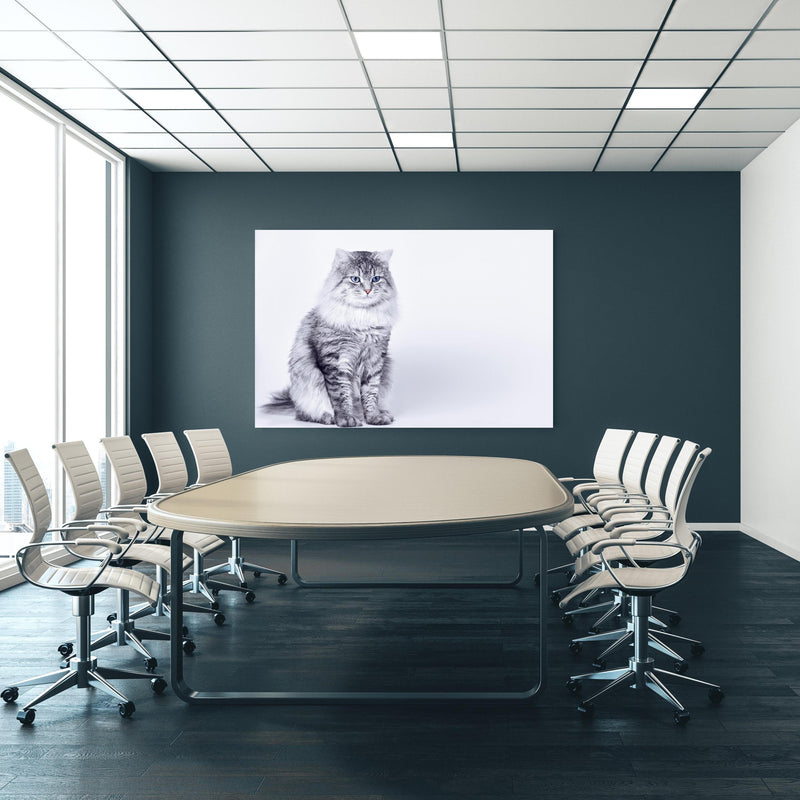 Office Poster  - Langhaar Kätzchen mit schönen blauen Augen an blauer Wand in einem Besprechungsraum