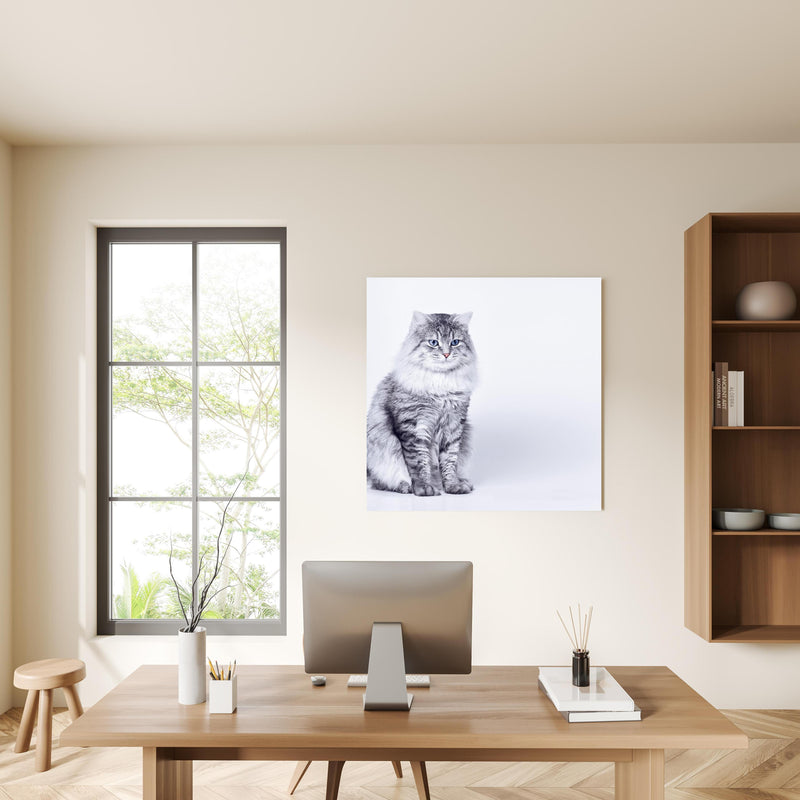 Office Poster  - Langhaar Kätzchen mit schönen blauen Augen in privatem Bürozimmer mit Holzschrank