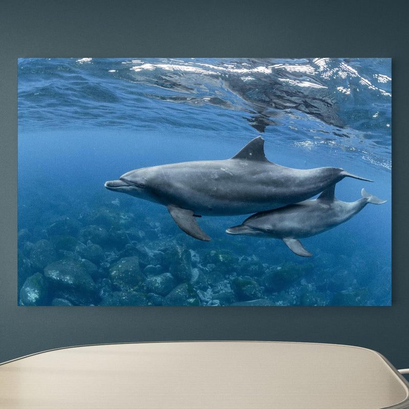 Office Poster  - niedliche Delfin-Familie an blauer Wand in einem Besprechungsraum Zoom