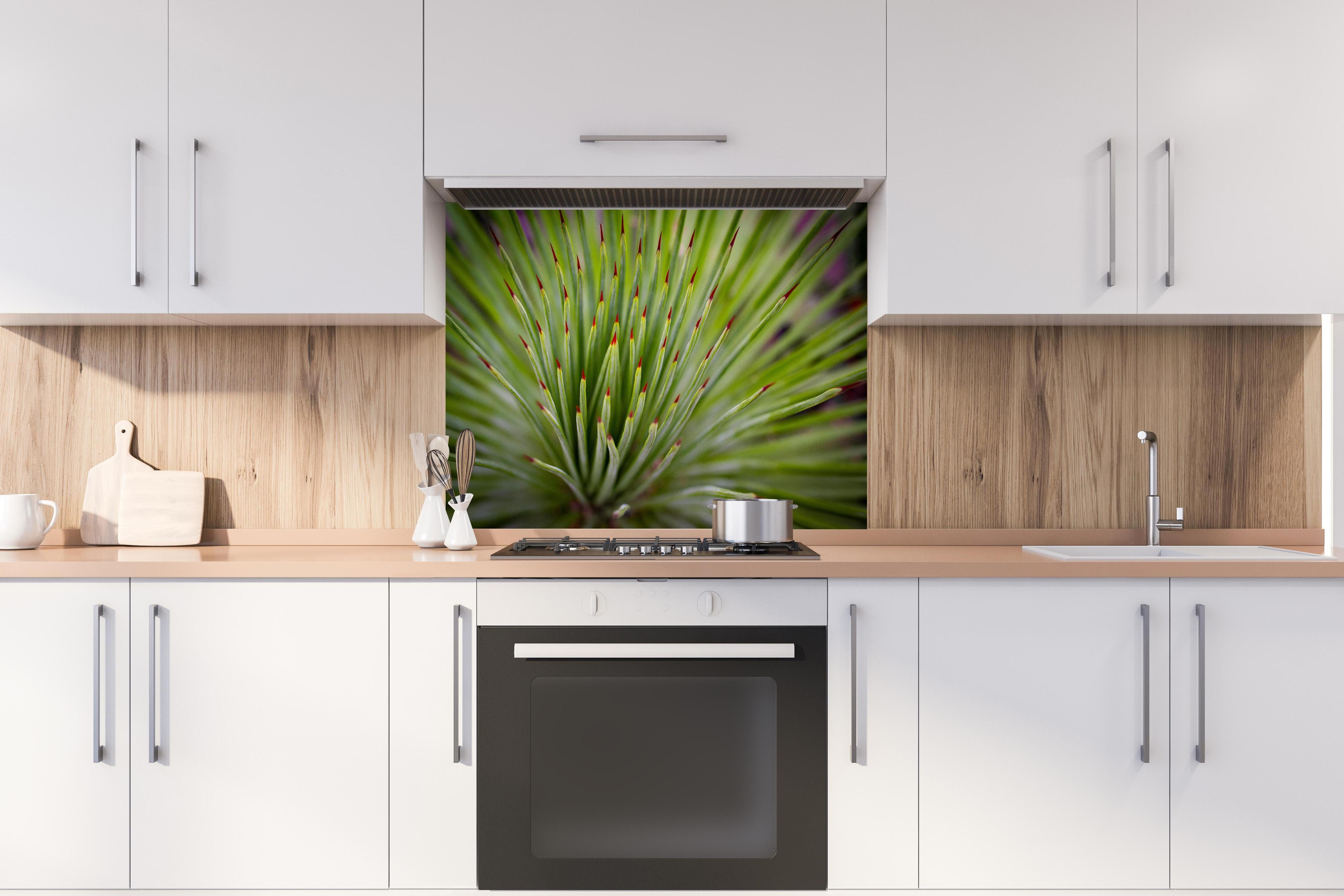 Spritzschutz - Agave striata im Detail hinter einem Cerankochfeld zwischen Holz-Kochutensilien
