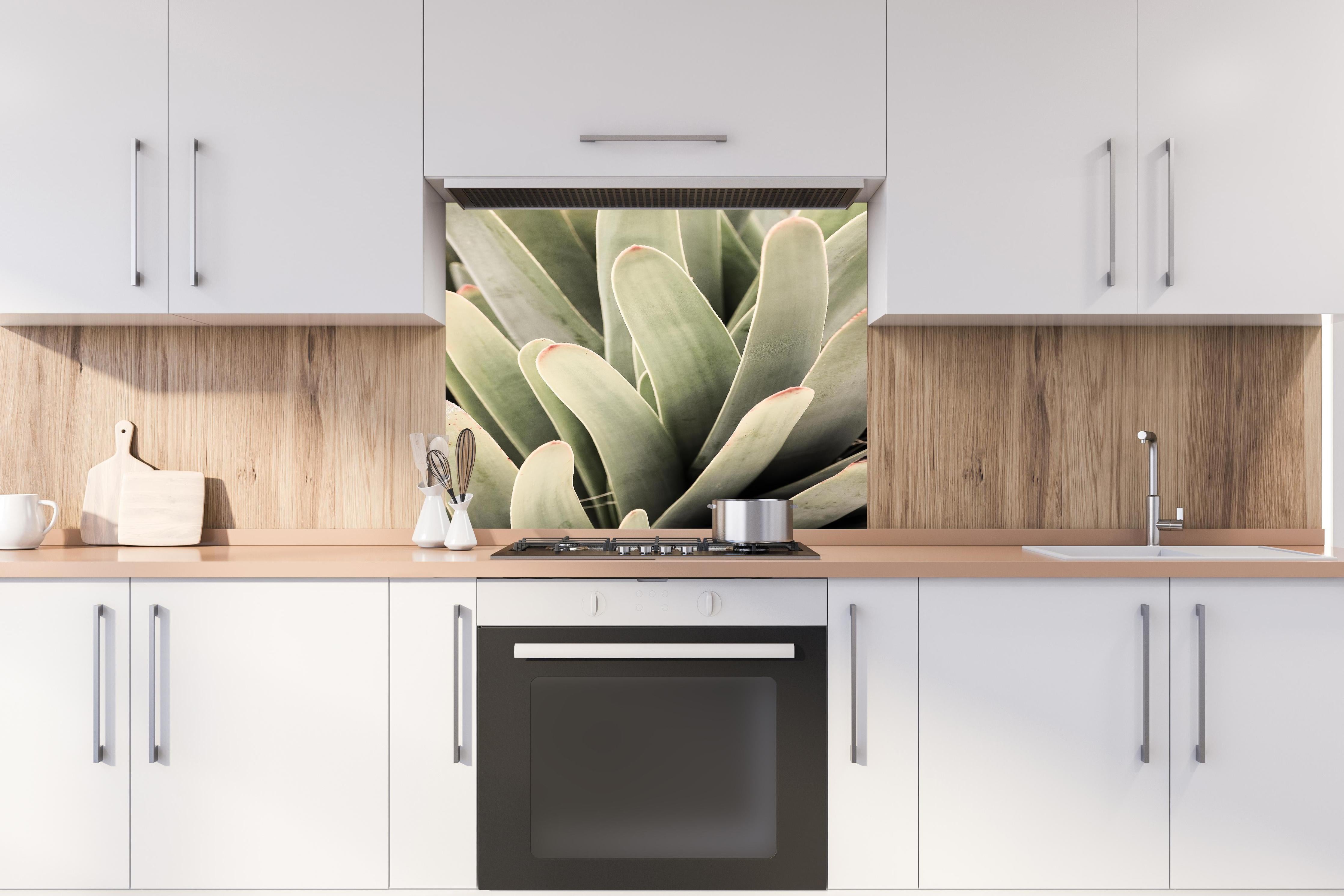 aloe vera küche Spritzschutz - Aloe Vera Blätter Detailaufnahme Grüntöne