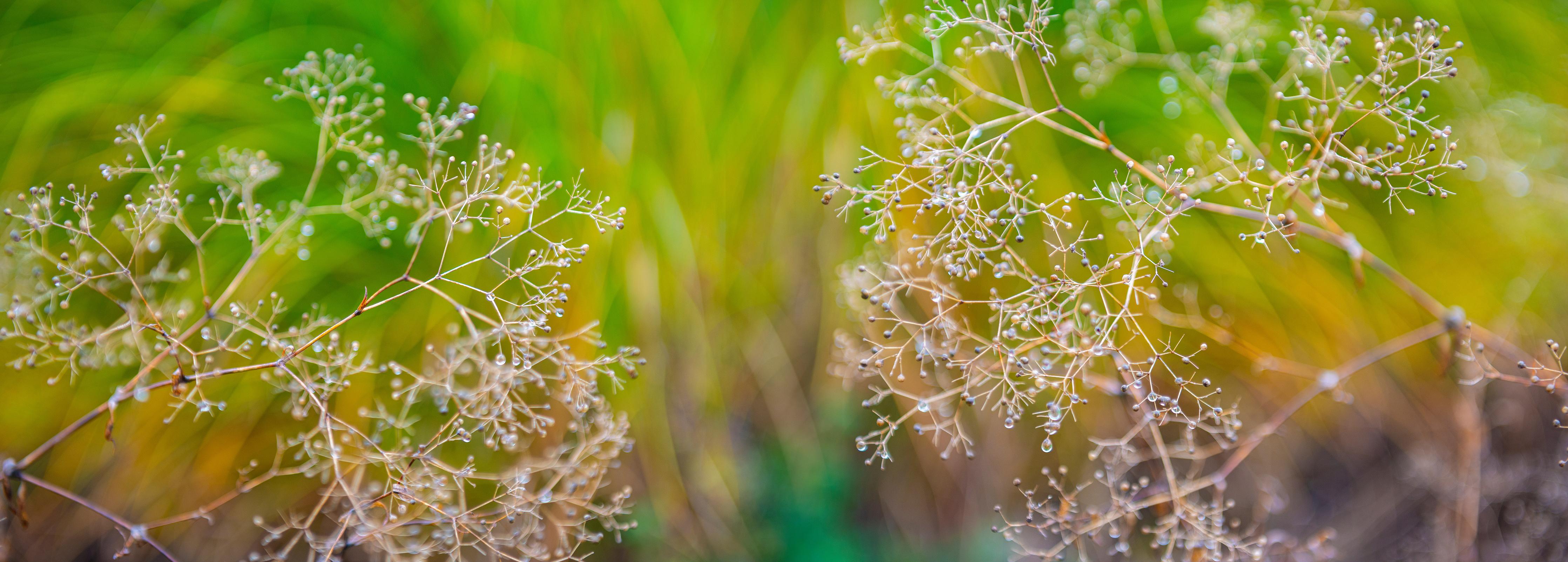 Spritzschutz-Autumn Dried Plants Soft Focus