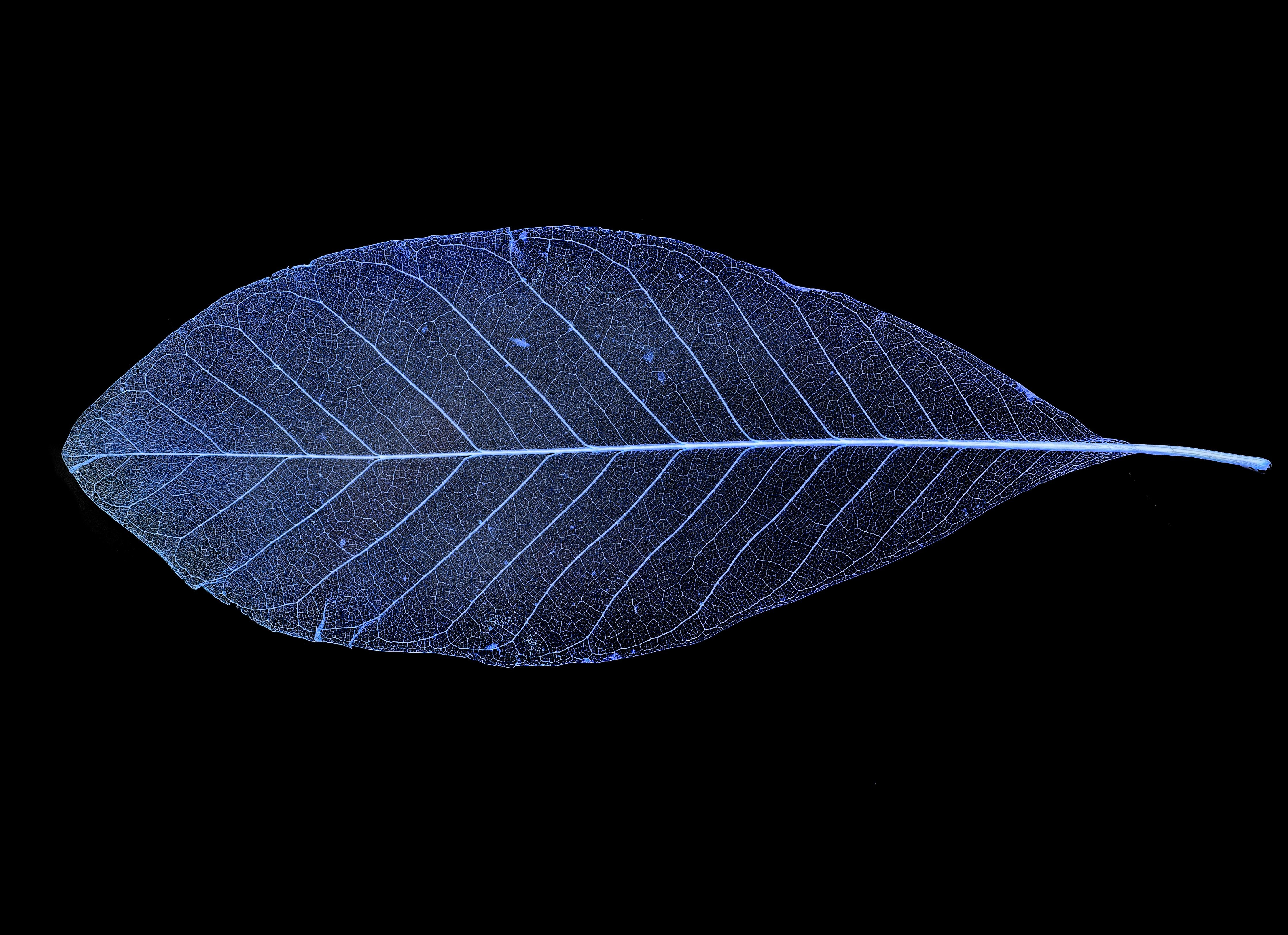 Spritzschutz-Blatt-Textur-Muster 3