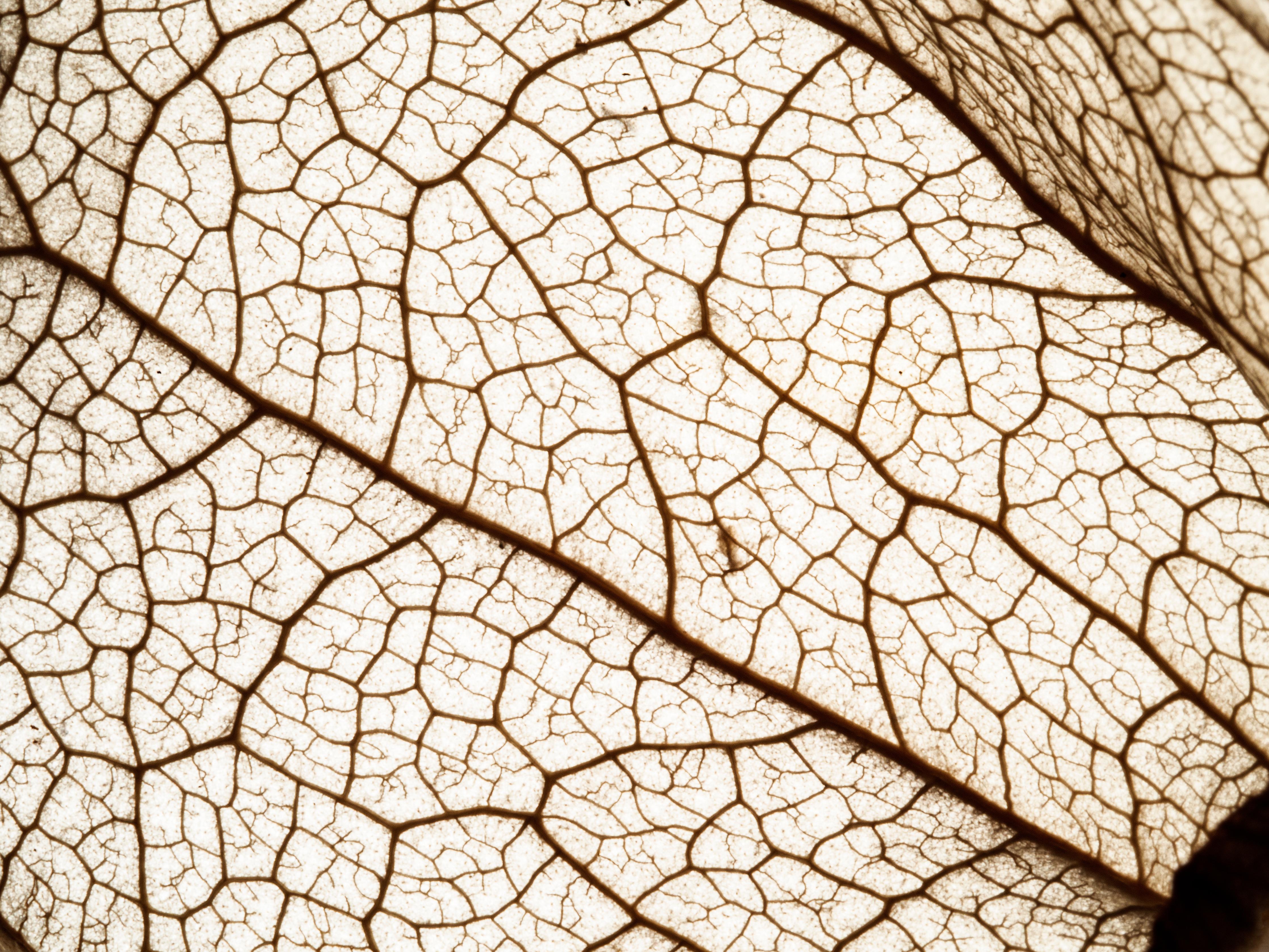 Spritzschutz-Blatttextur im Detail