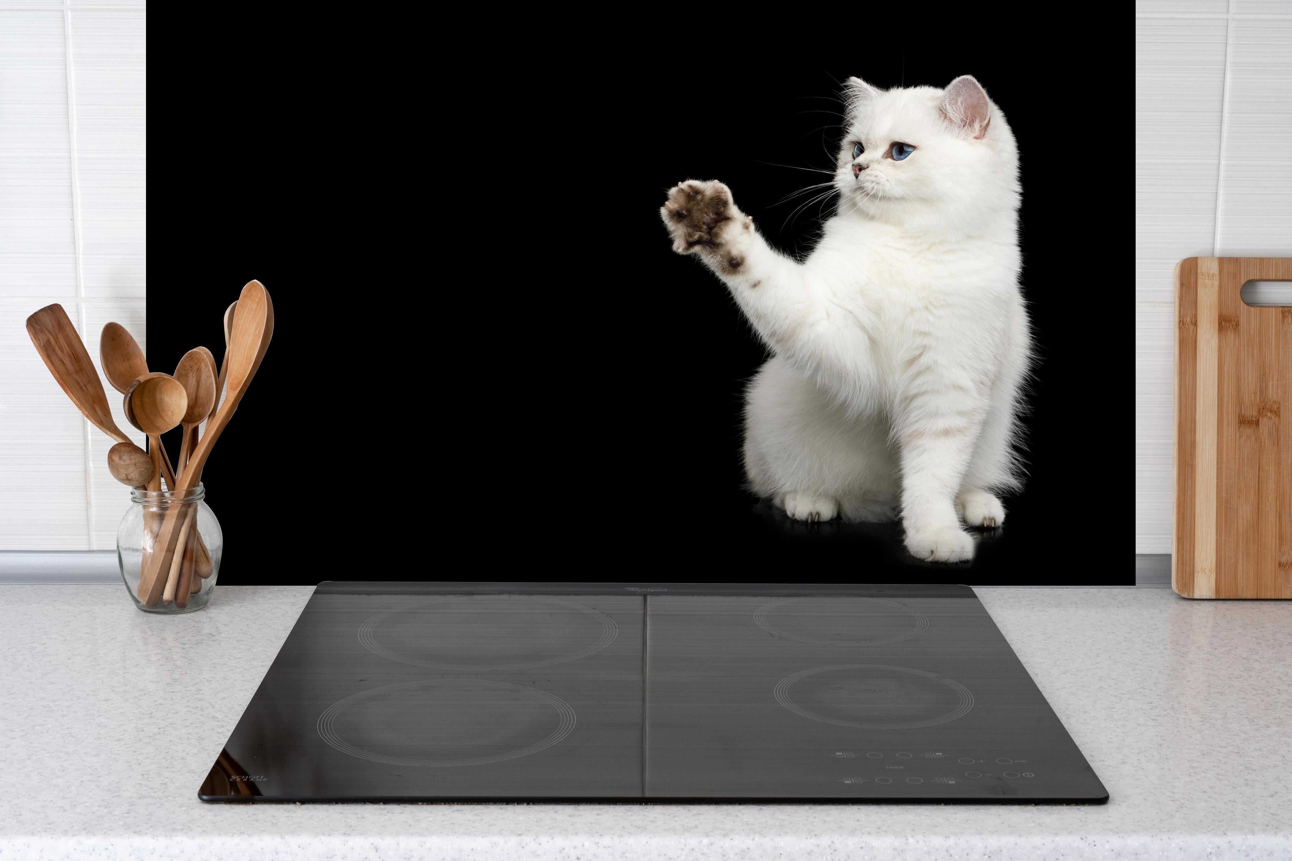 Spritzschutz - British weiße Katze hinter einem Cerankochfeld zwischen Holz-Kochutensilien
