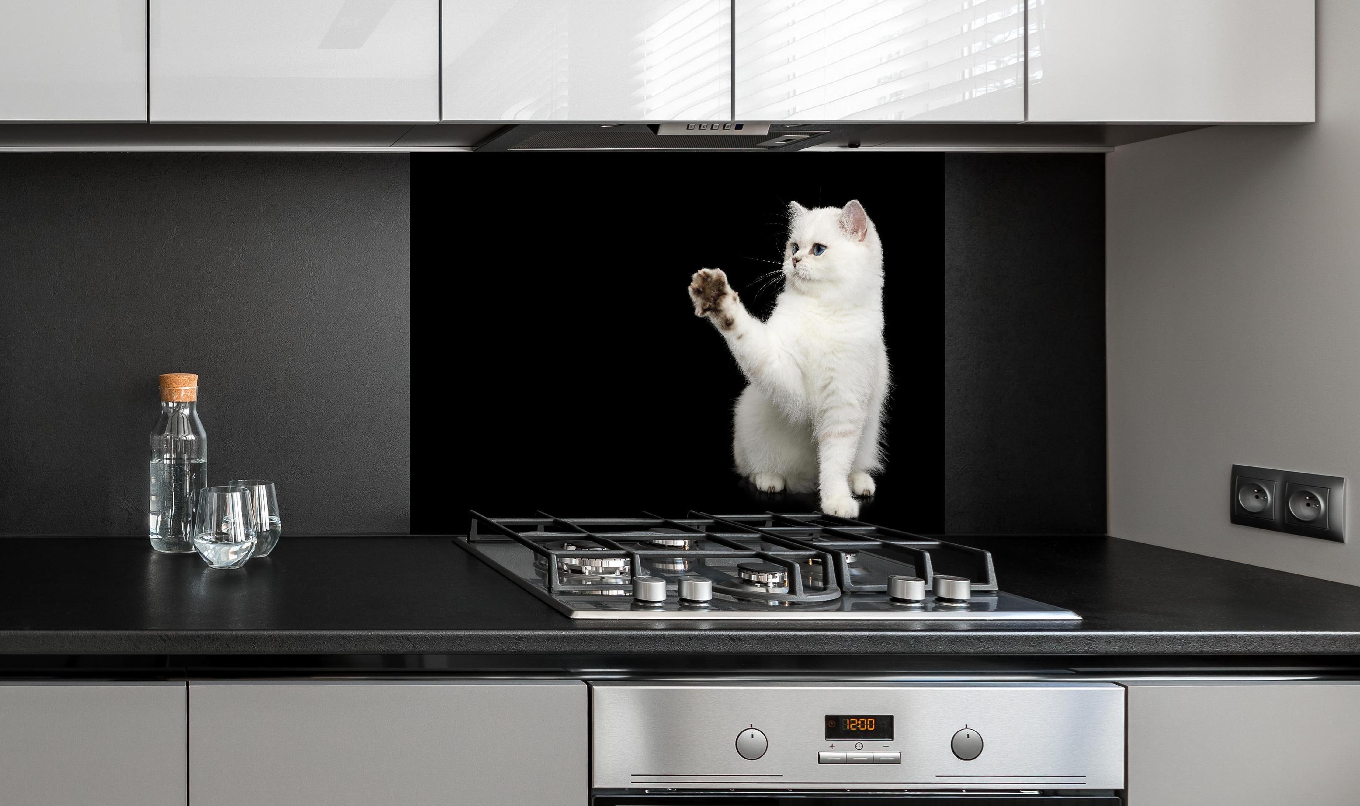 Spritzschutz - British weiße Katze hinter einem Cerankochfeld zwischen Holz-Kochutensilien
