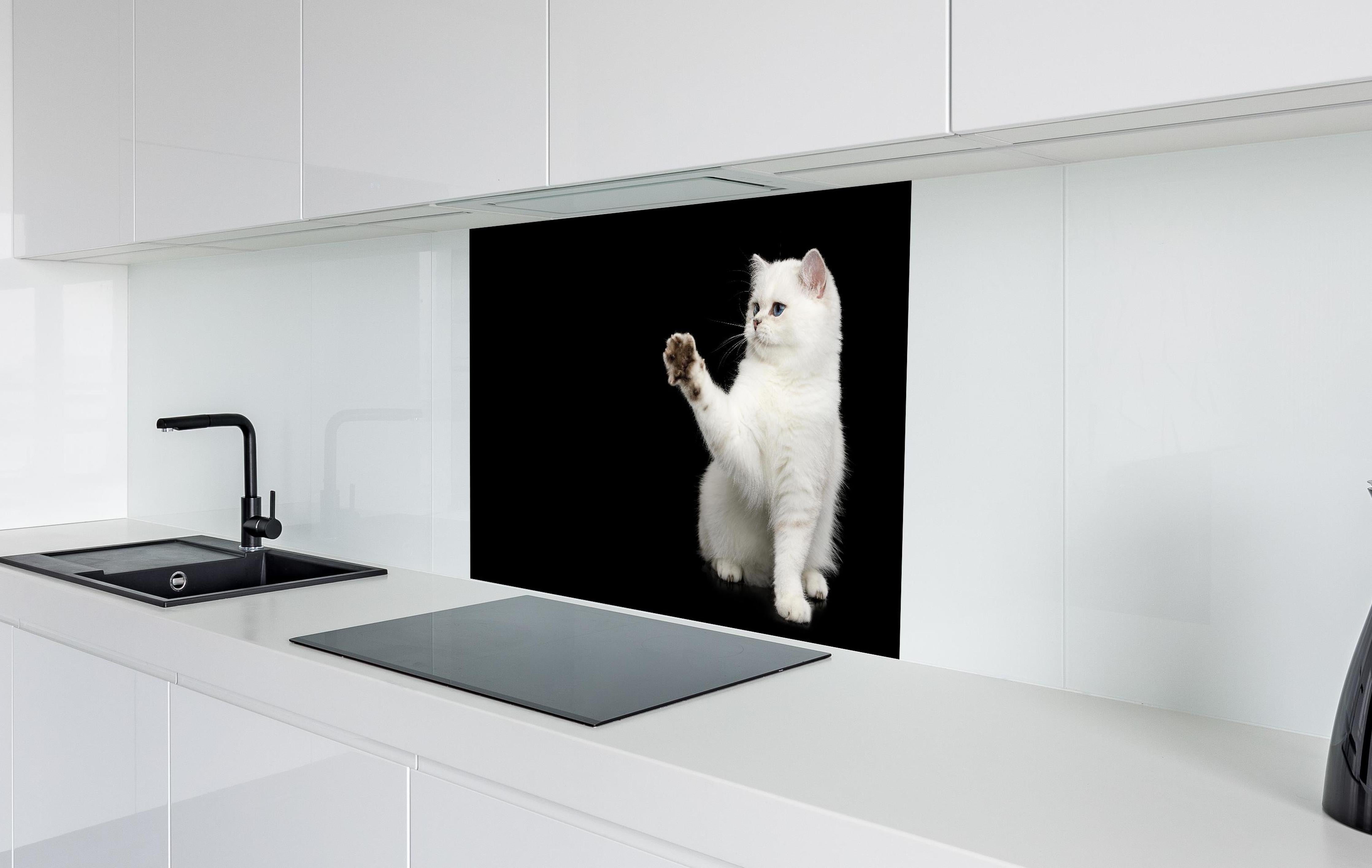 Spritzschutz - British weiße Katze hinter einem Cerankochfeld zwischen Holz-Kochutensilien
