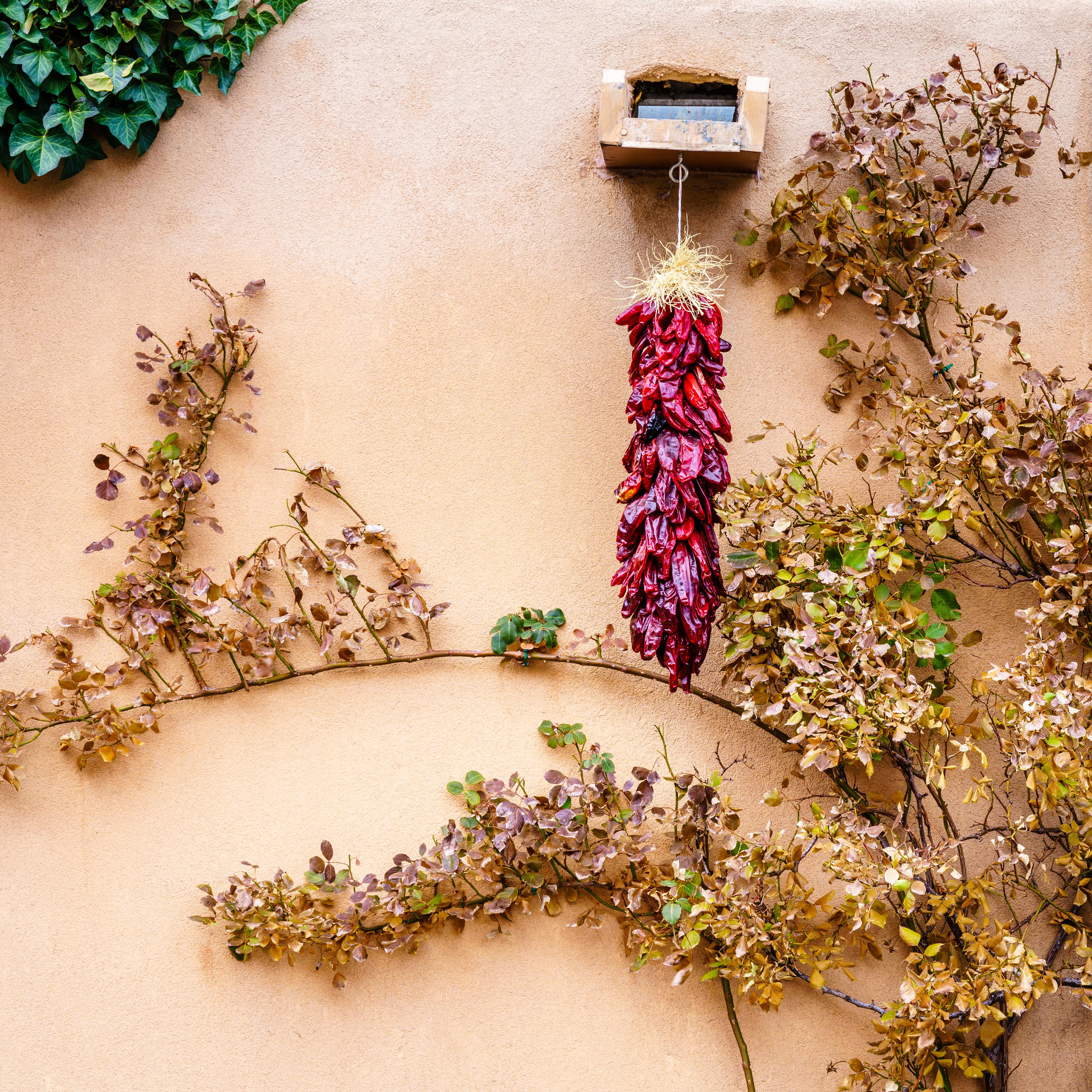 Spritzschutz-Chili Bündel - New Mexico