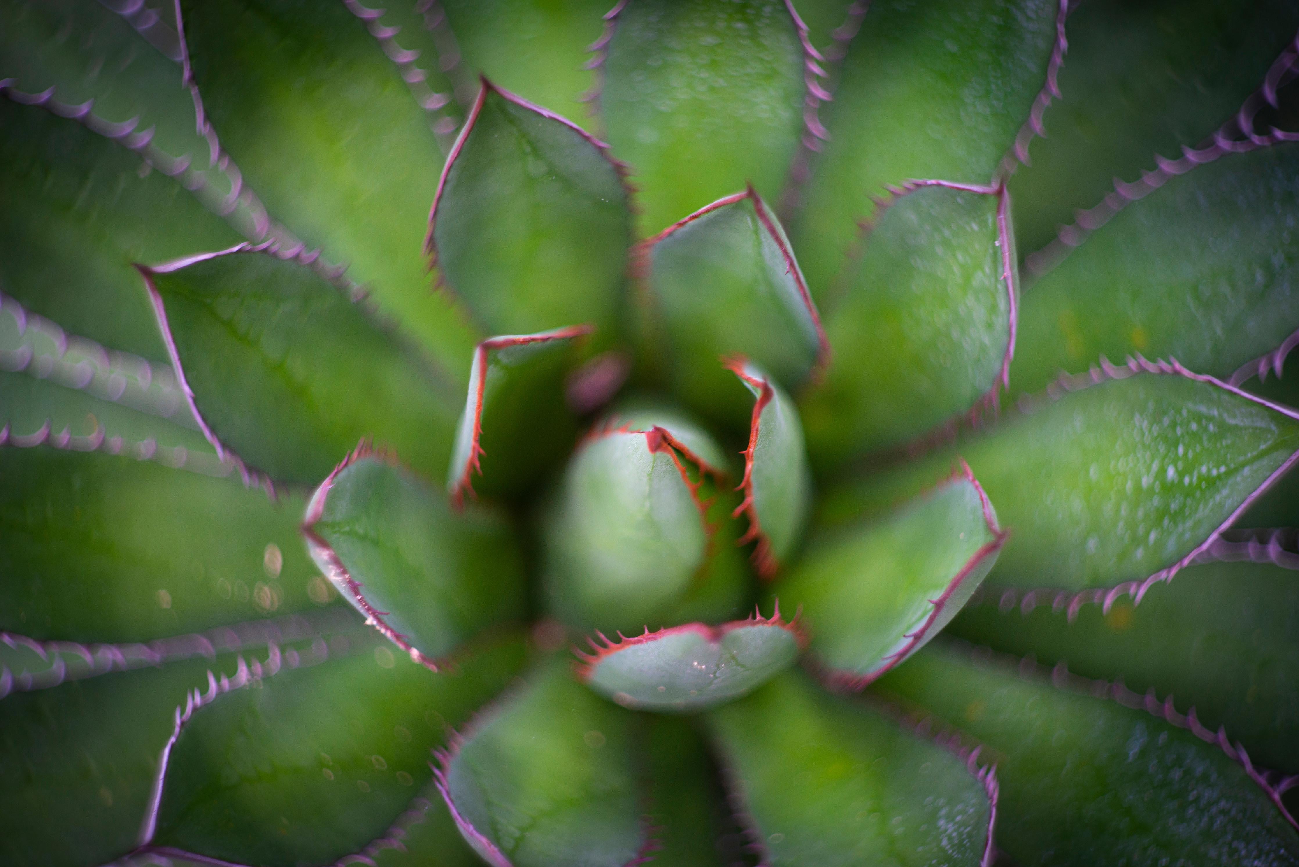 Spritzschutz-Detailaufnahme Agave ghiesbreghtii Kunstbild