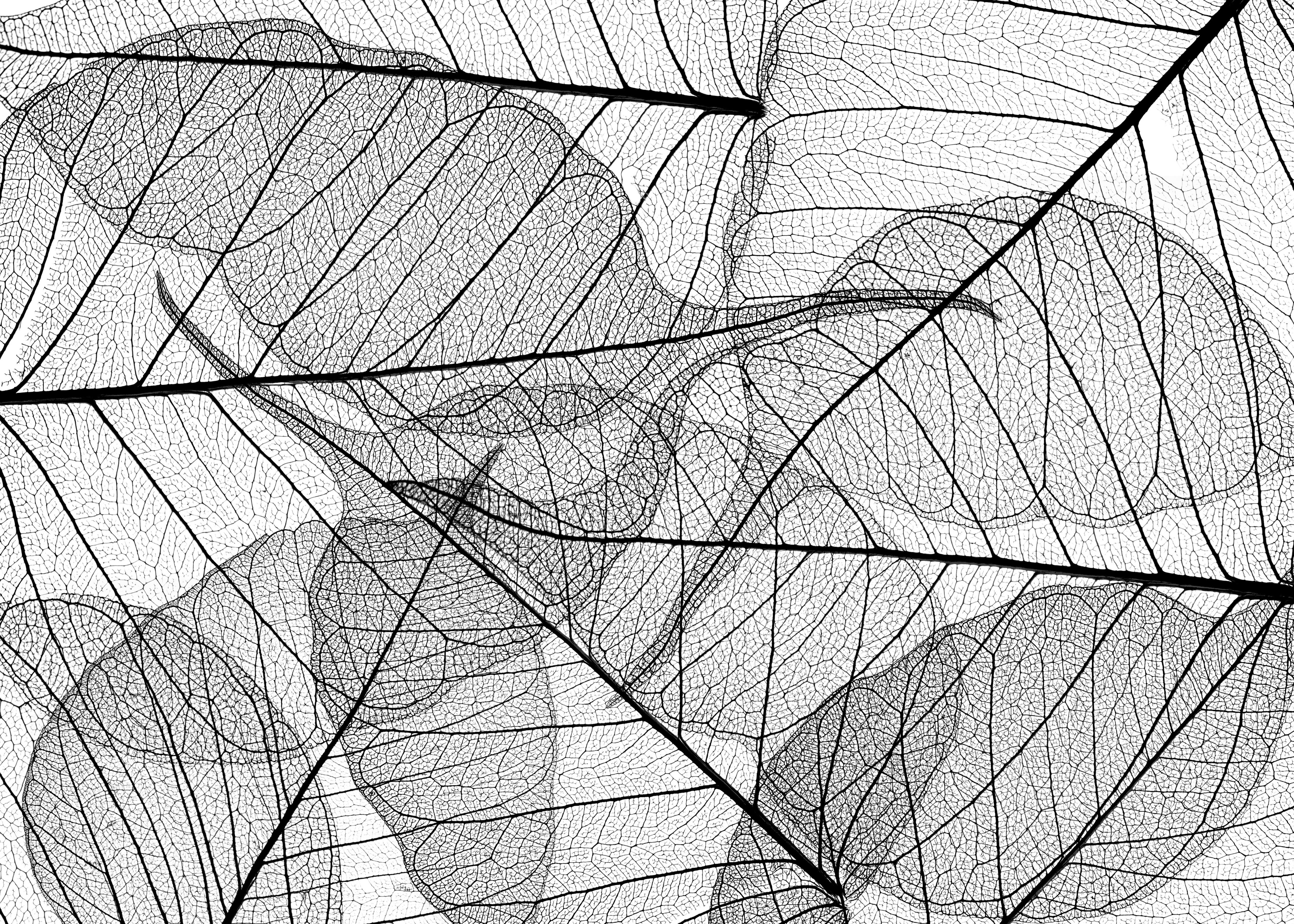 Spritzschutz-Detaillierte Schwarz-Weiße Laubtextur