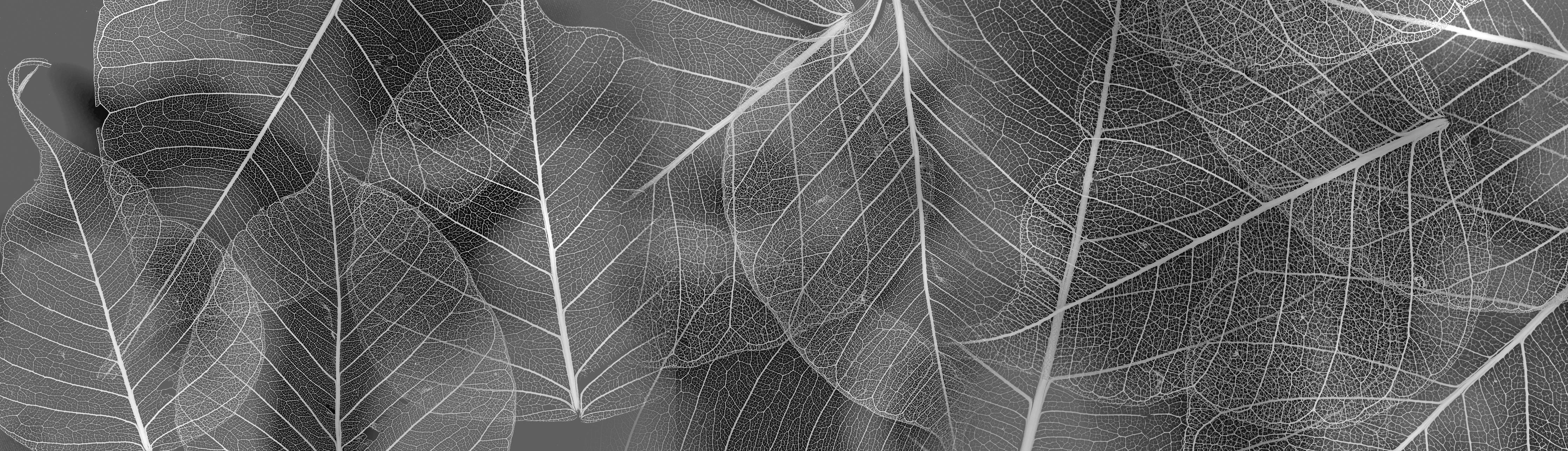 Spritzschutz-Detailreiche Grau-Weiße Blattstruktur Makro