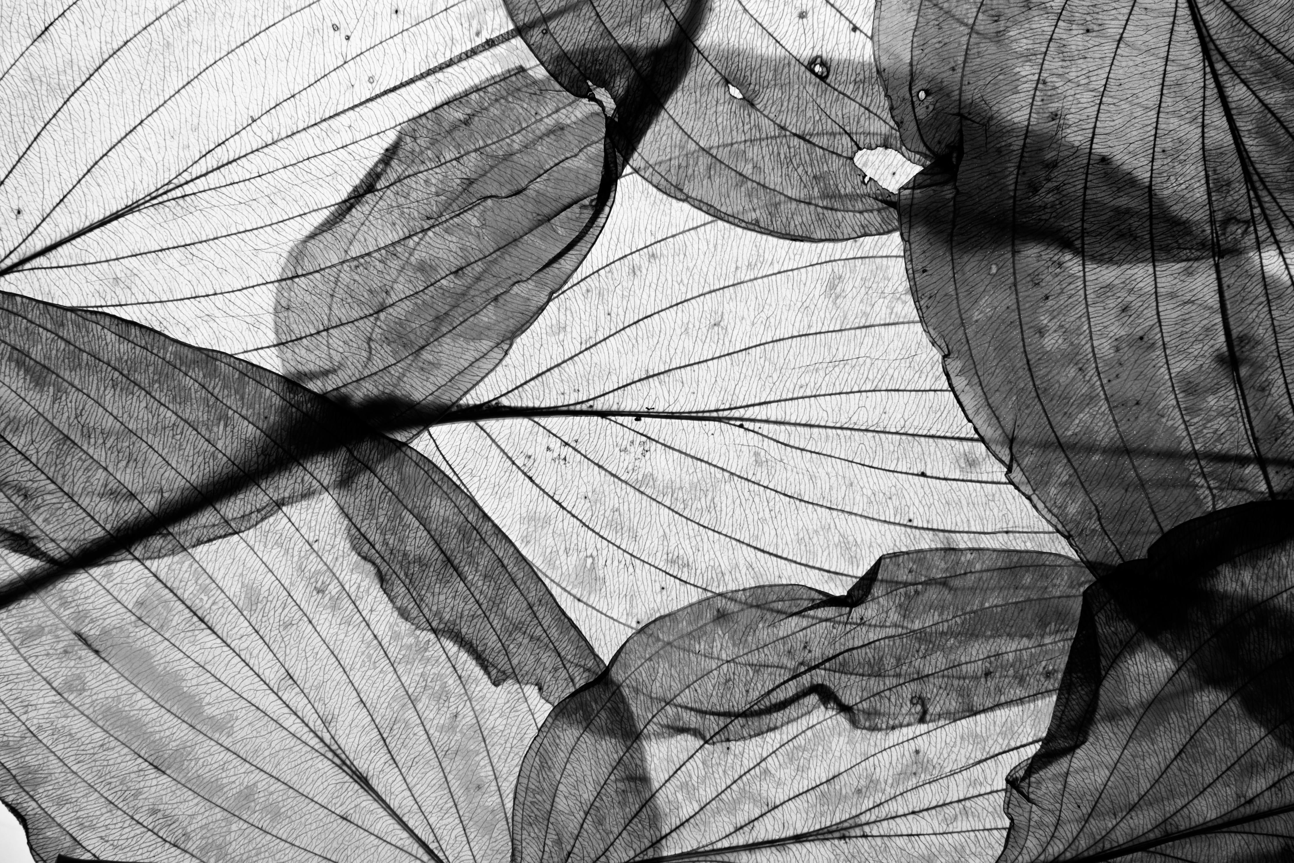 Spritzschutz-Detailreiche Schwarz-Weiße Laubtextur