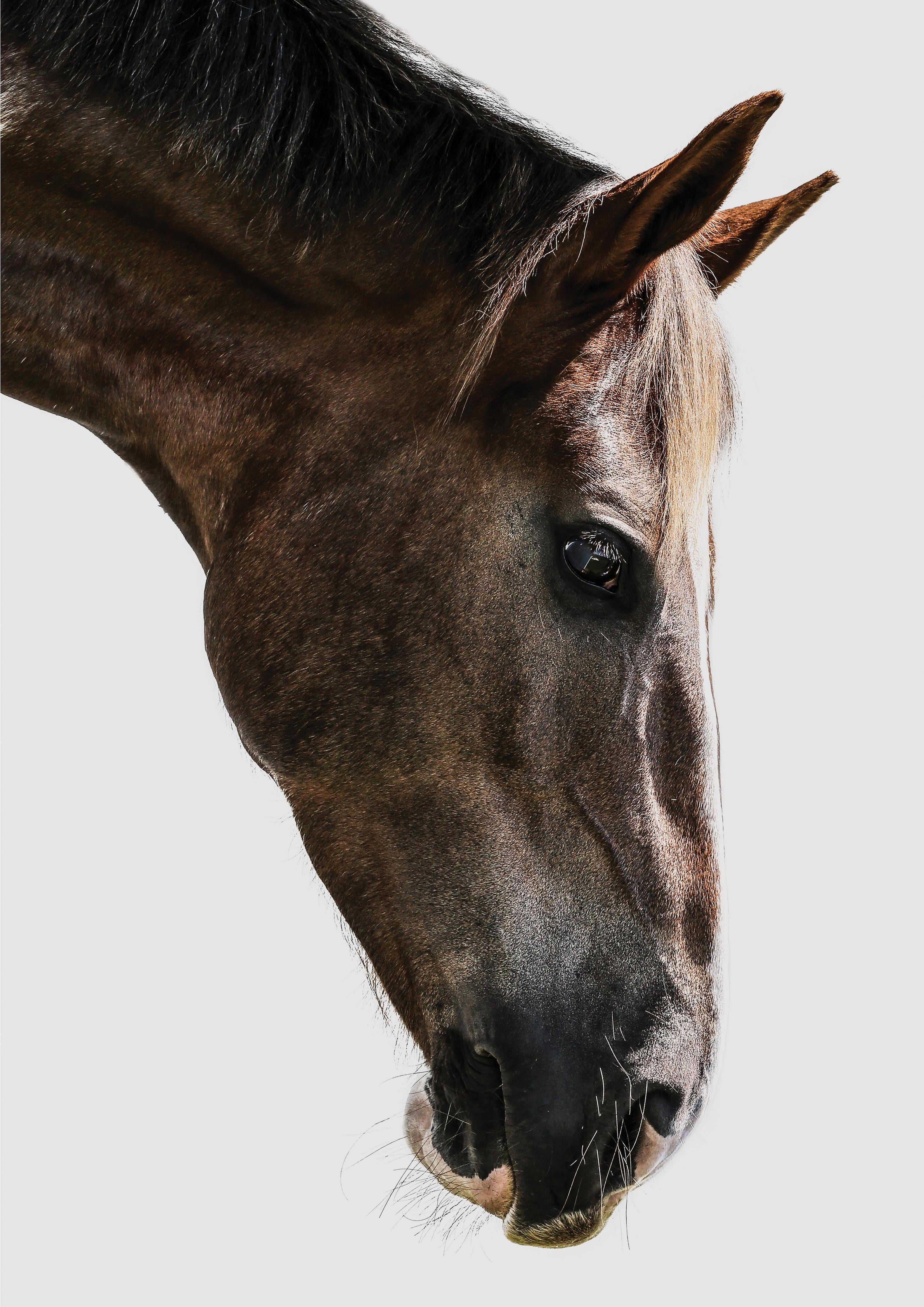 Spritzschutz-Detailreiches Braun-Weißes Pferdeportrait