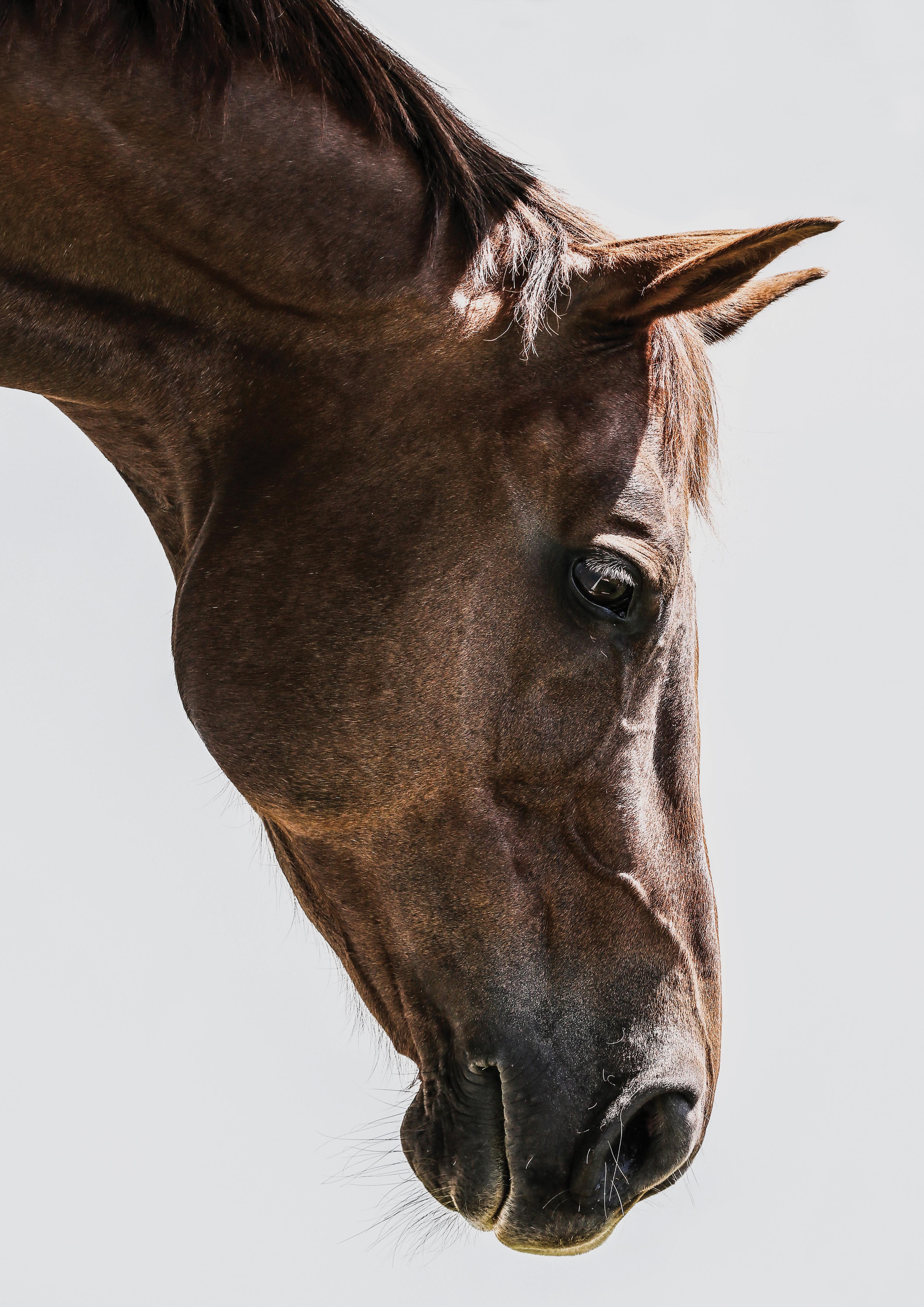Spritzschutz-Detailreiches Pferdeauge, Makro, Hellbraun
