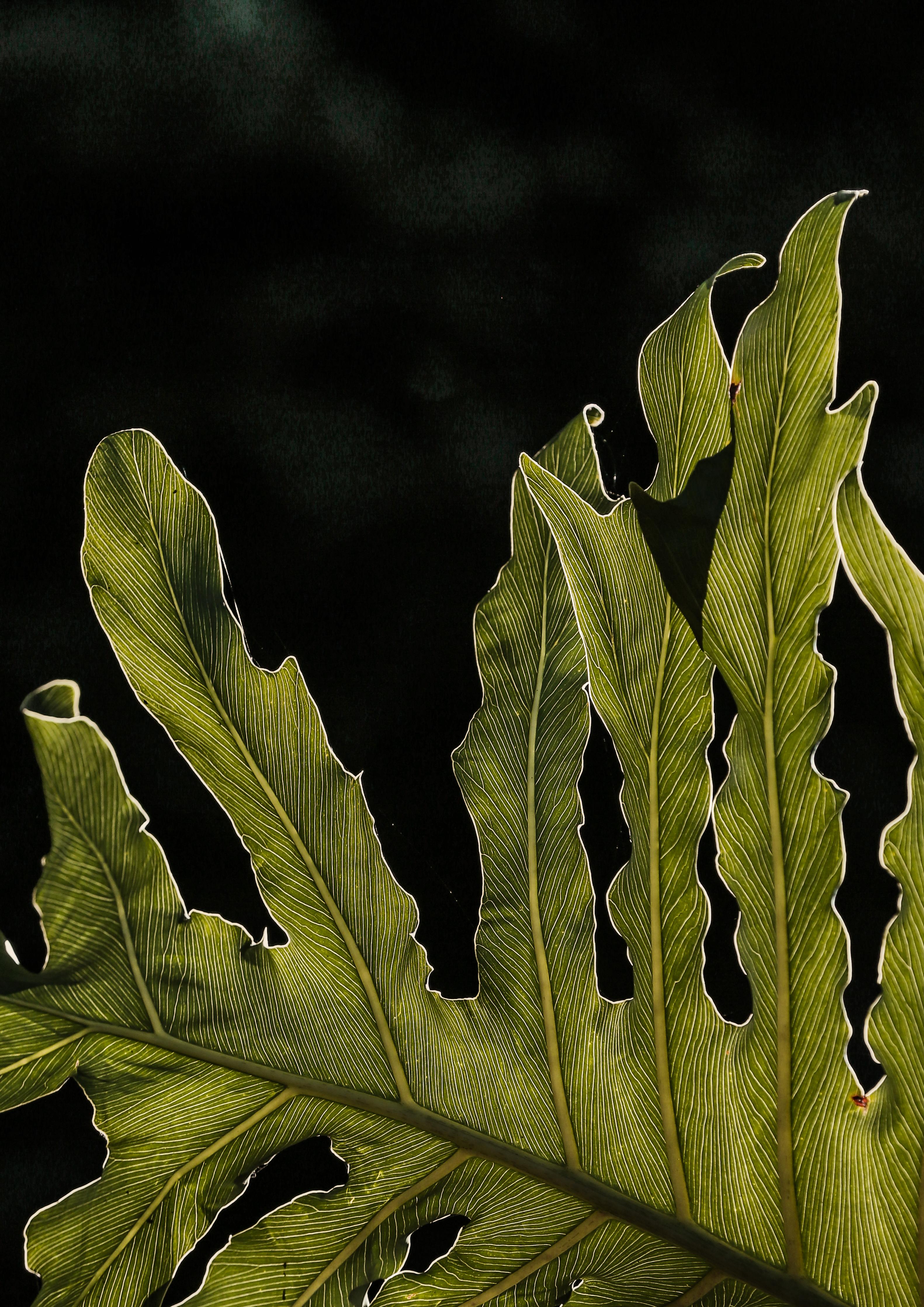 Spritzschutz-Dunkelgrün Beleuchtetes Blatt, Schwarzer Hintergrund