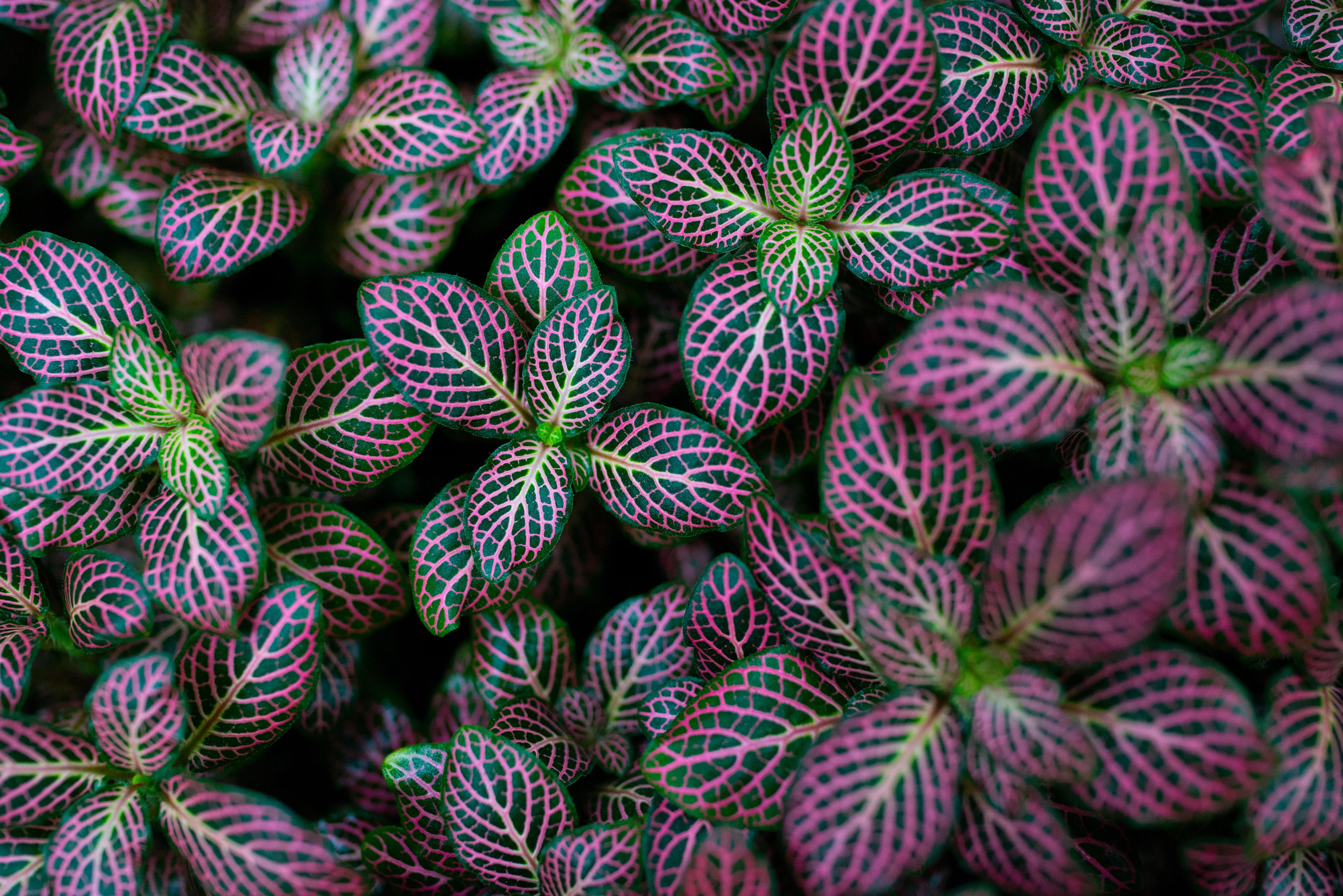 Spritzschutz-Exotische Blätter Textur in Bunt