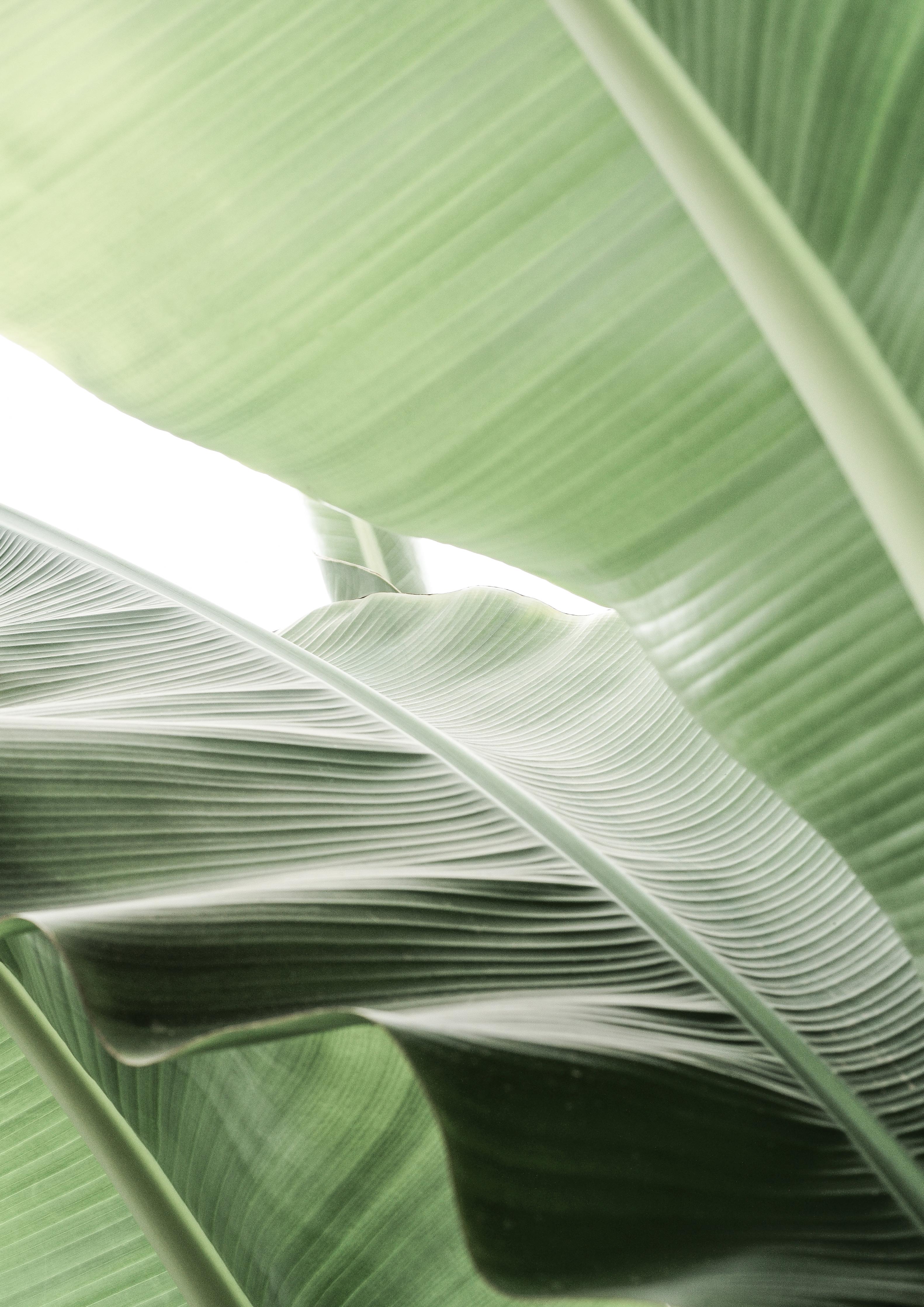 Spritzschutz-Exotische Grüne Palmenblatt-Textur Makro