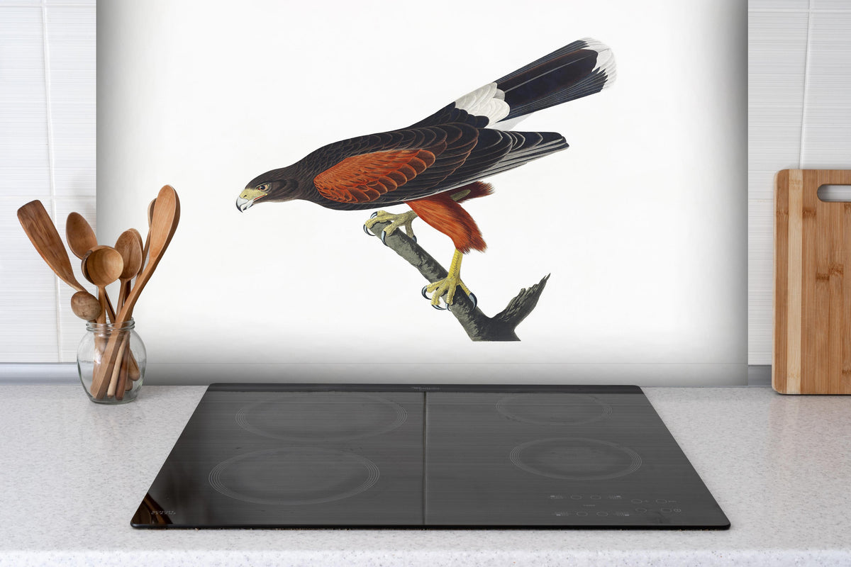 Spritzschutz - Falken Portrait - John James Audubon hinter einem Cerankochfeld zwischen Holz-Kochutensilien
