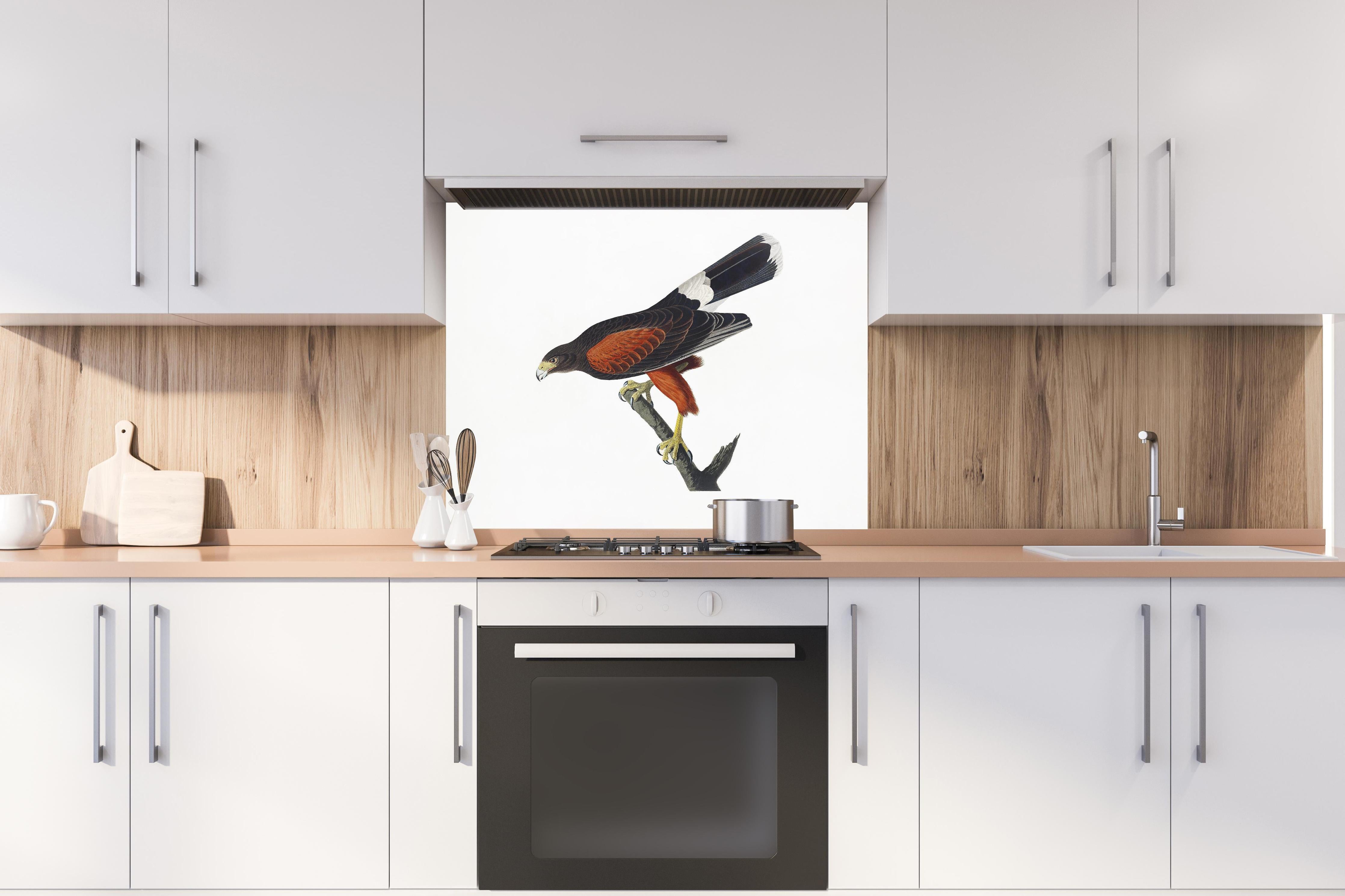 Spritzschutz - Falken Portrait - John James Audubon hinter einem Cerankochfeld zwischen Holz-Kochutensilien
