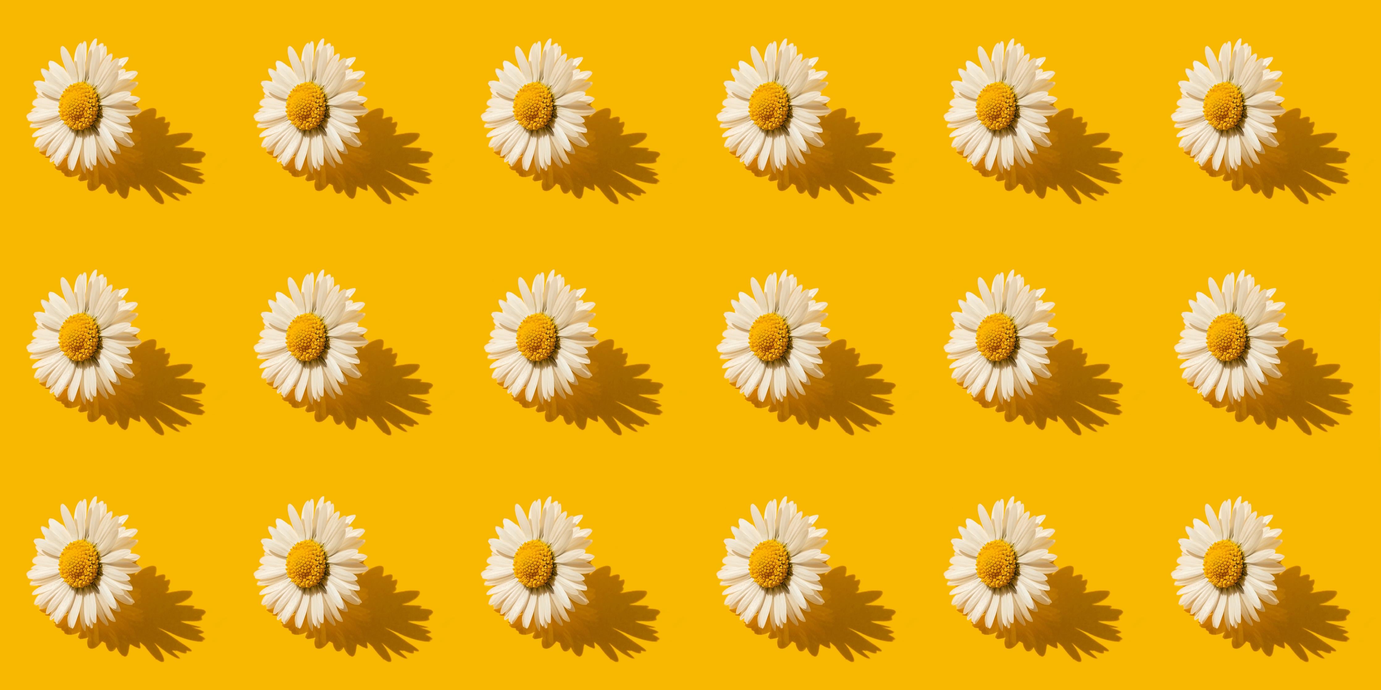 Spritzschutz-Gänseblümchen Muster auf gelbem Hintergrund