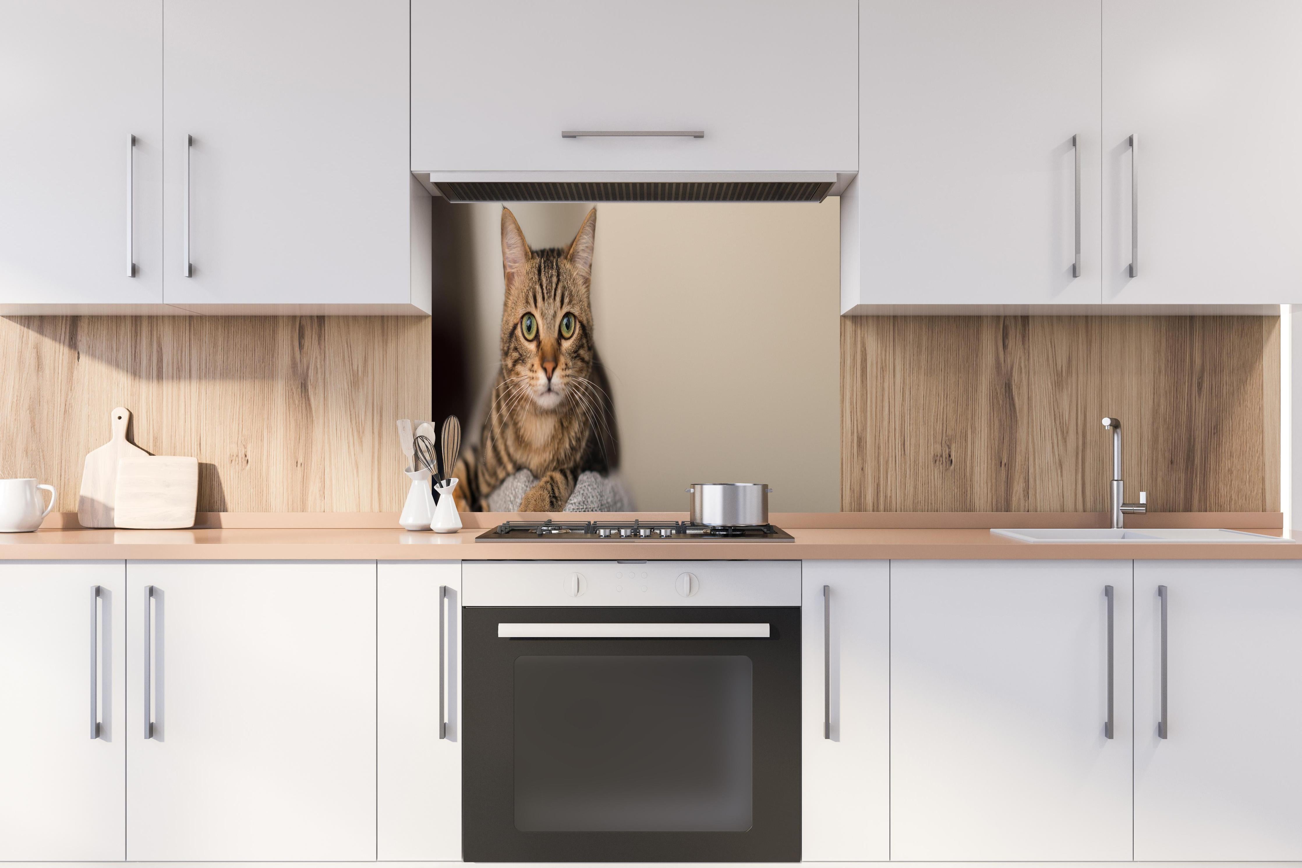 Spritzschutz - Gelassene Hauskatze Beige-Braun Zuhause hinter einem Cerankochfeld zwischen Holz-Kochutensilien
