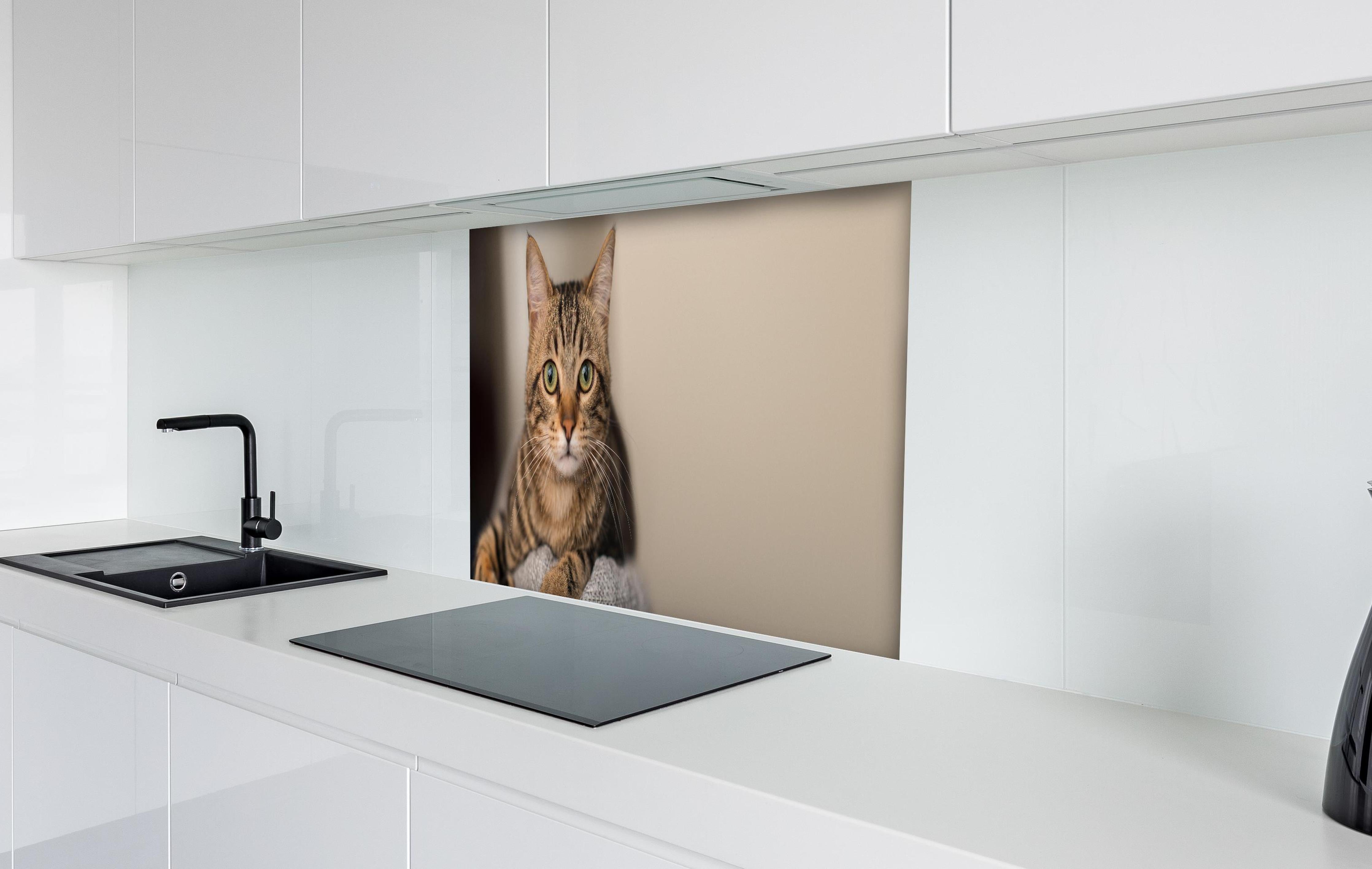 Spritzschutz - Gelassene Hauskatze Beige-Braun Zuhause hinter einem Cerankochfeld zwischen Holz-Kochutensilien
