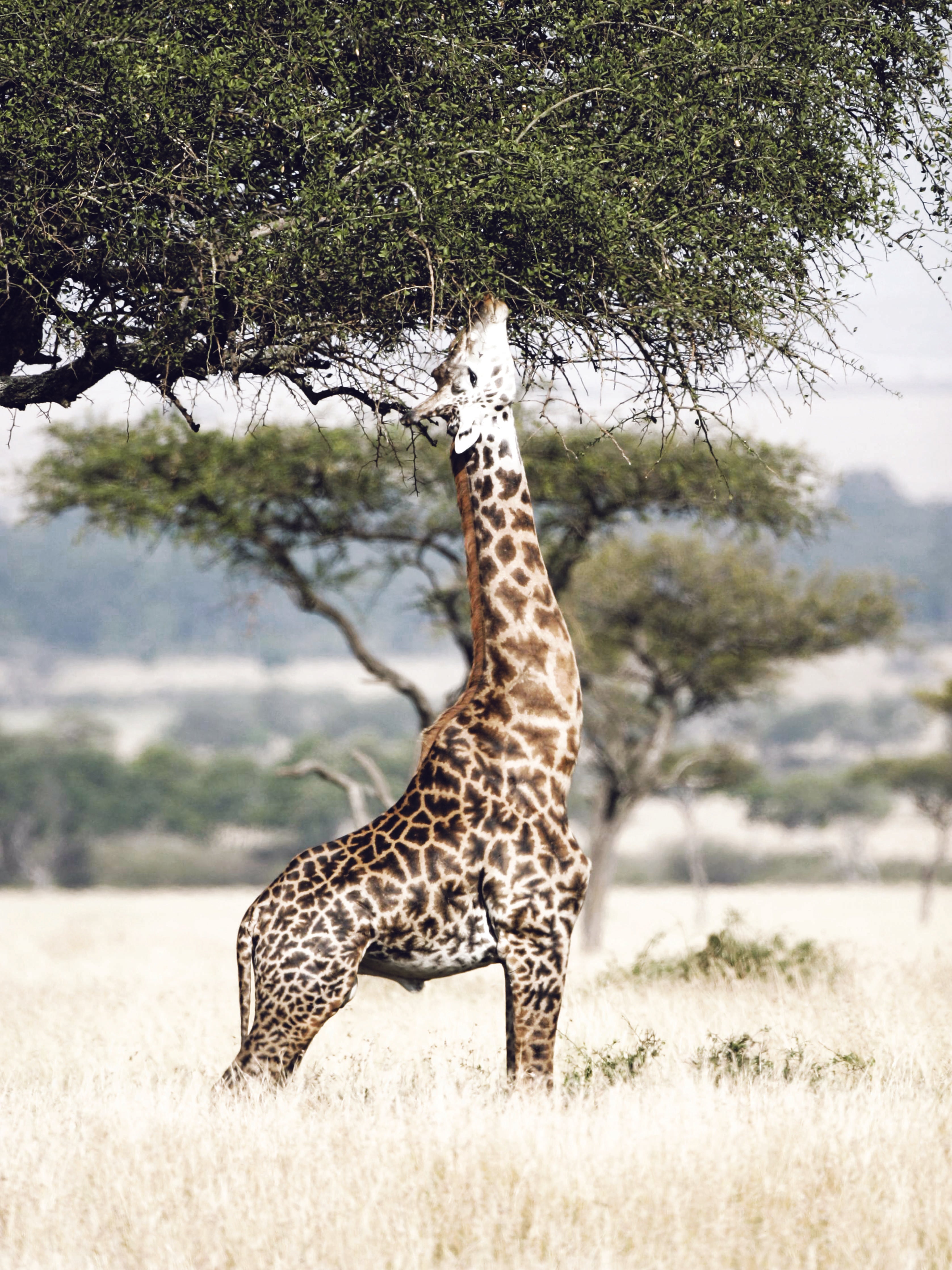 Spritzschutz-Giraffe in der Savanne