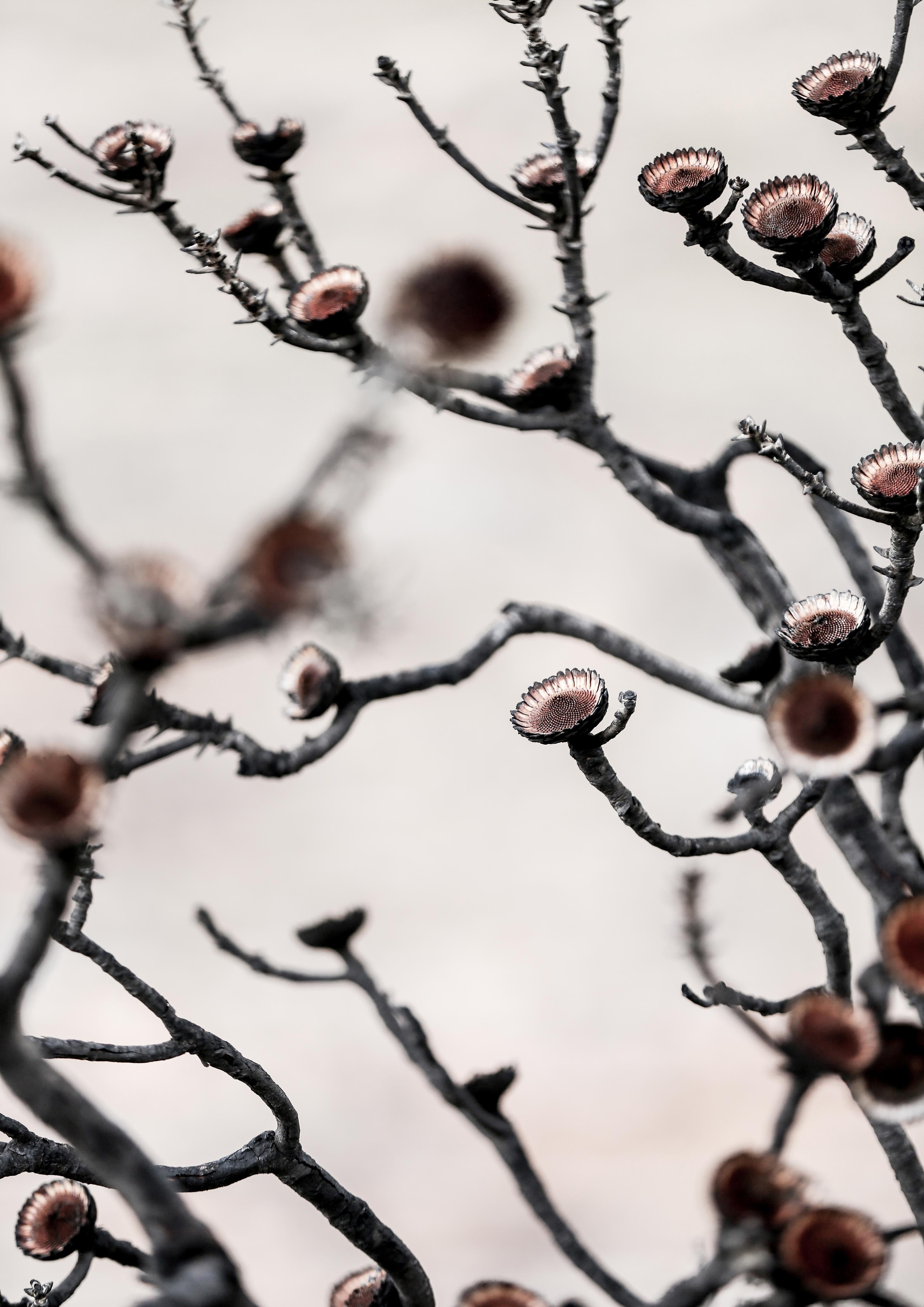 Spritzschutz-Grau-weiße Äste in High-Key Beleuchtung