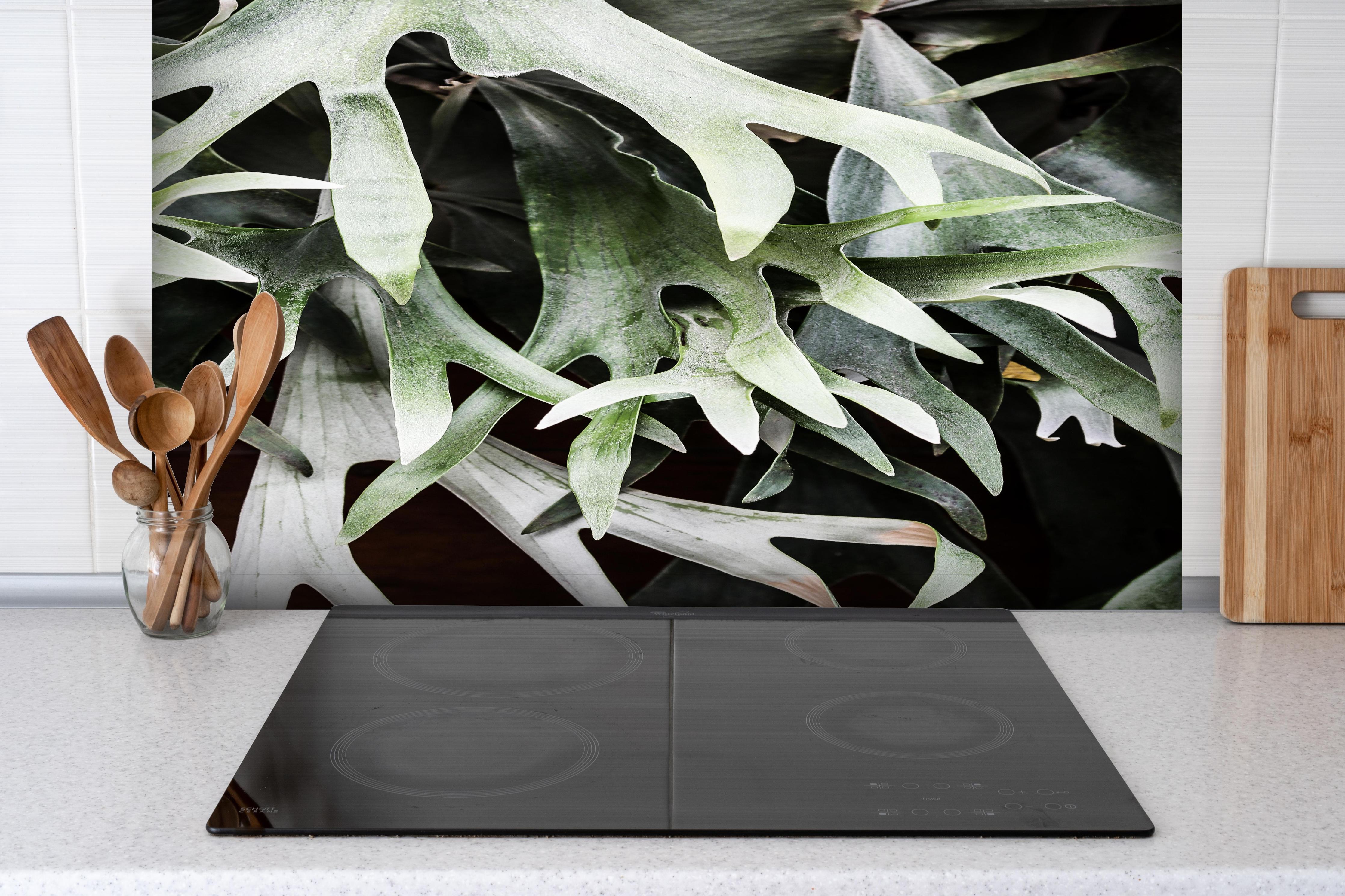 Spritzschutz - Grün-Graues Staghorn Farngewächs Makroaufnahme hinter einem Cerankochfeld zwischen Holz-Kochutensilien
