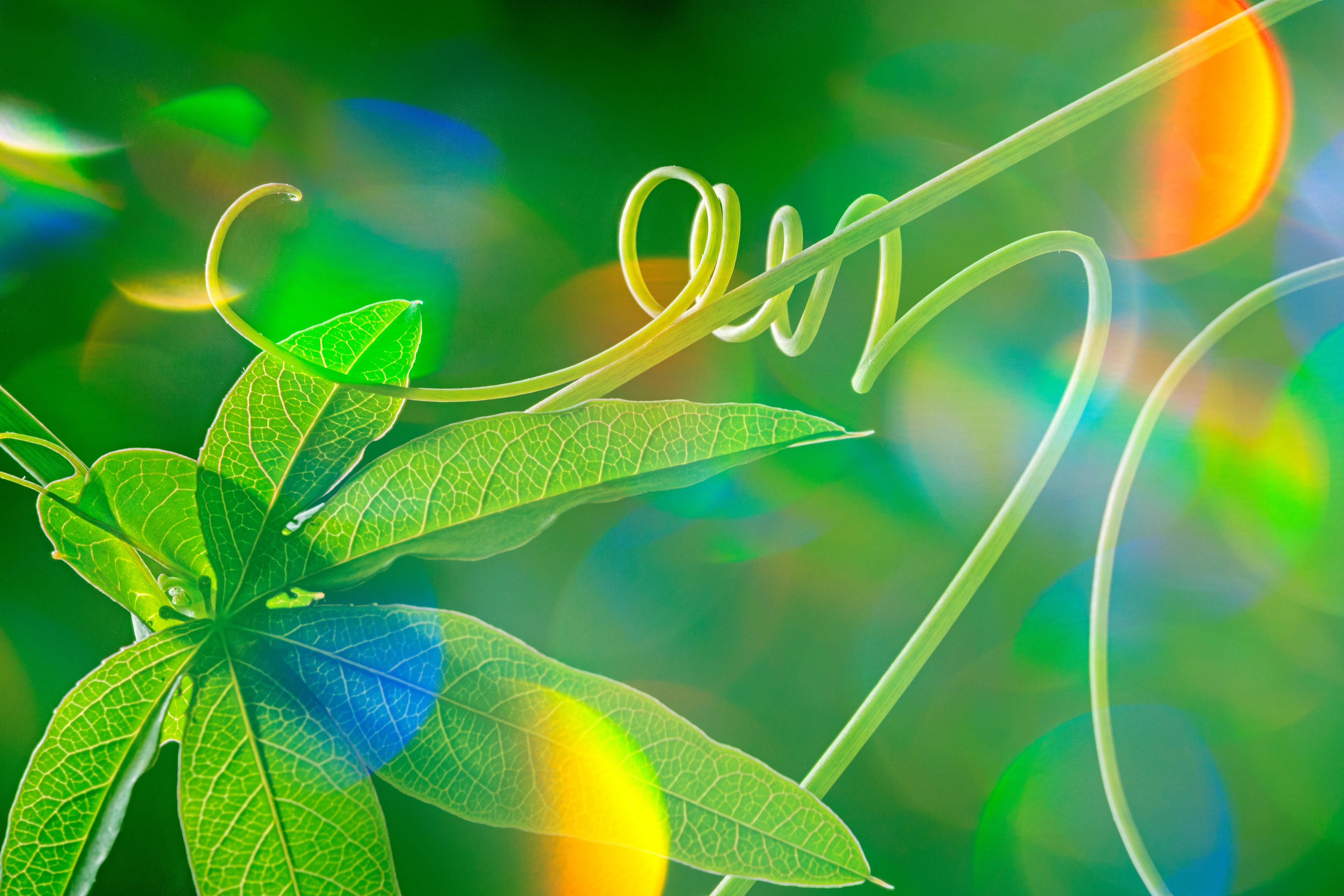 Spritzschutz-Grünes Blatt vor dunklem Hintergrund