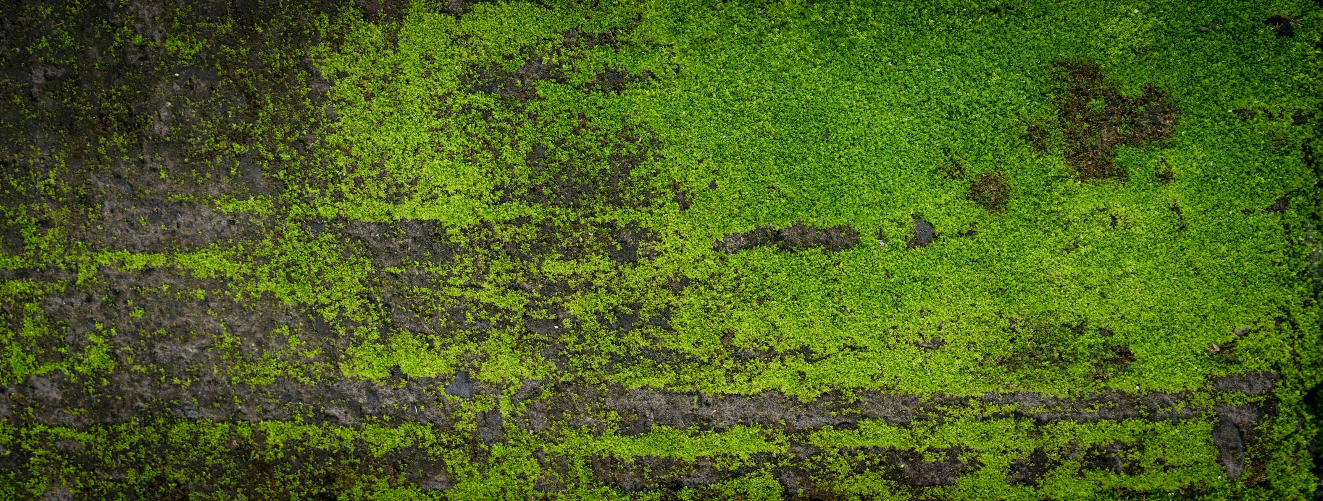 Spritzschutz-Grunge Moos Hintergrund lange Bannerformat
