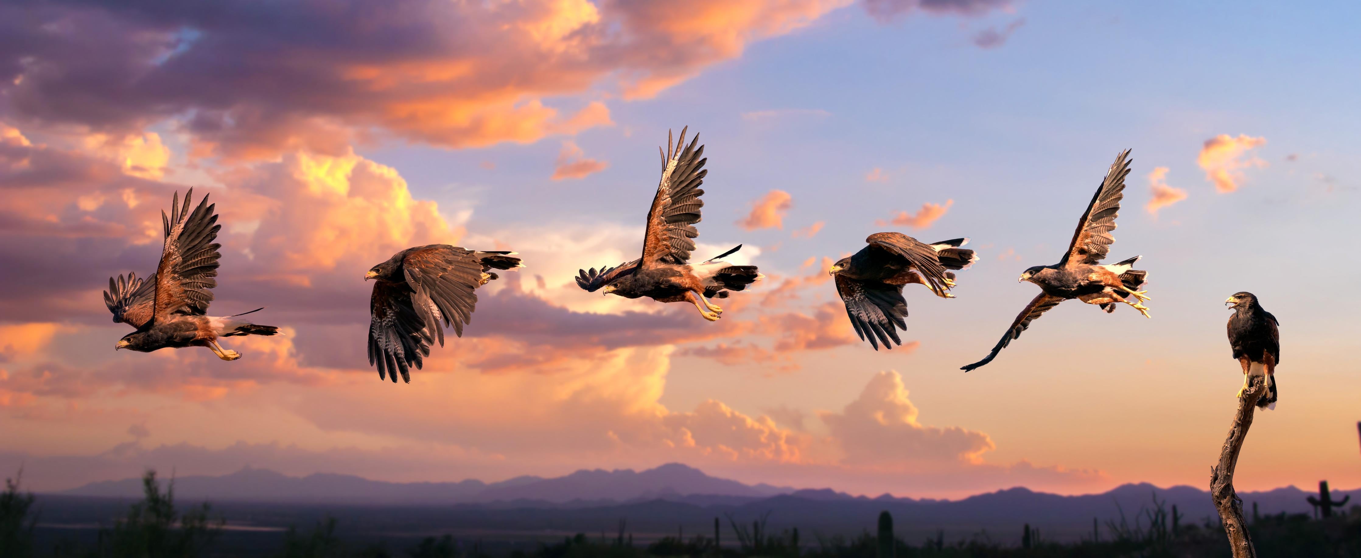 Spritzschutz-Harris Hawk Flug gegen blauen Himmel