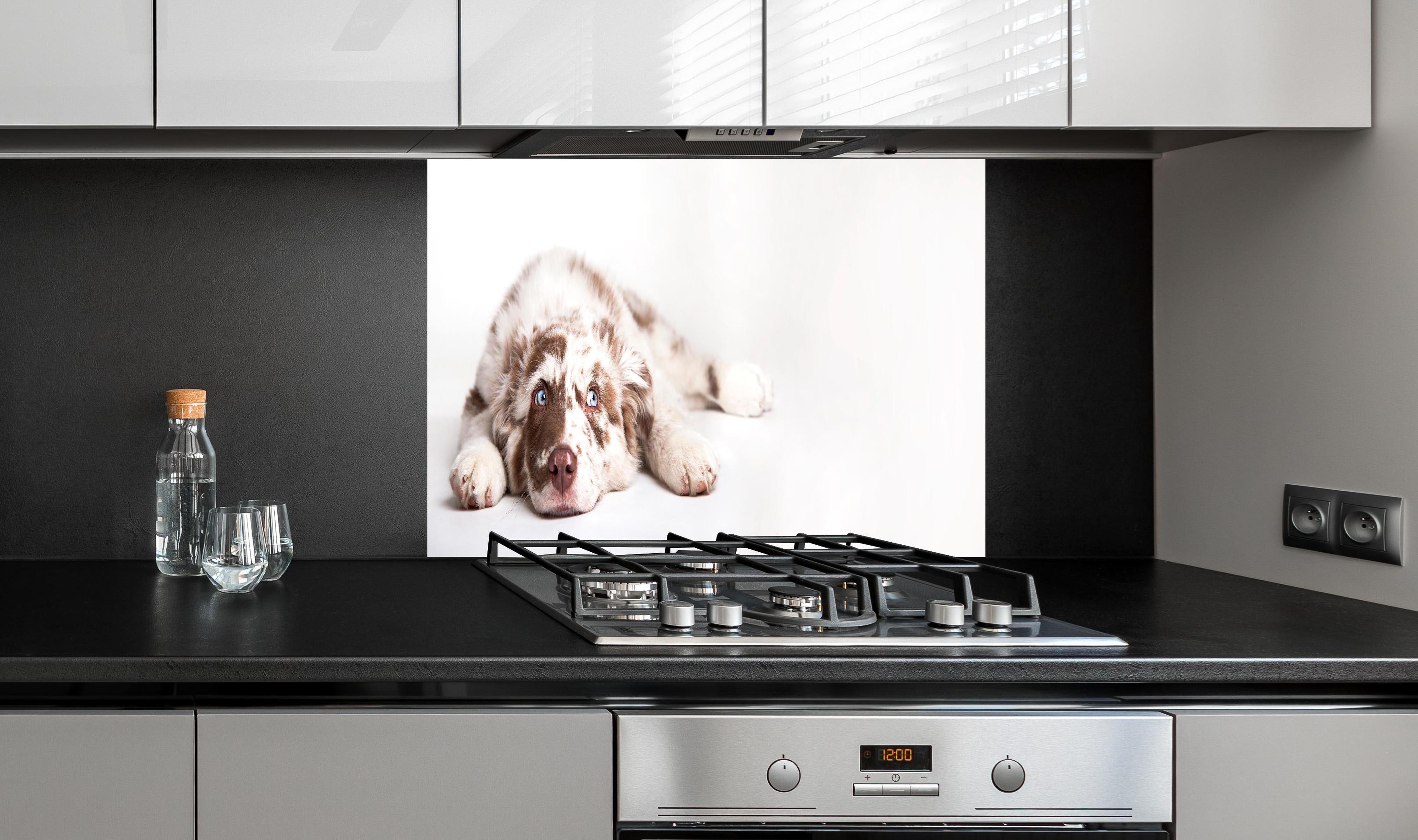 Spritzschutz - Hunde Portrait - Australian Shepherd hinter einem Cerankochfeld zwischen Holz-Kochutensilien
