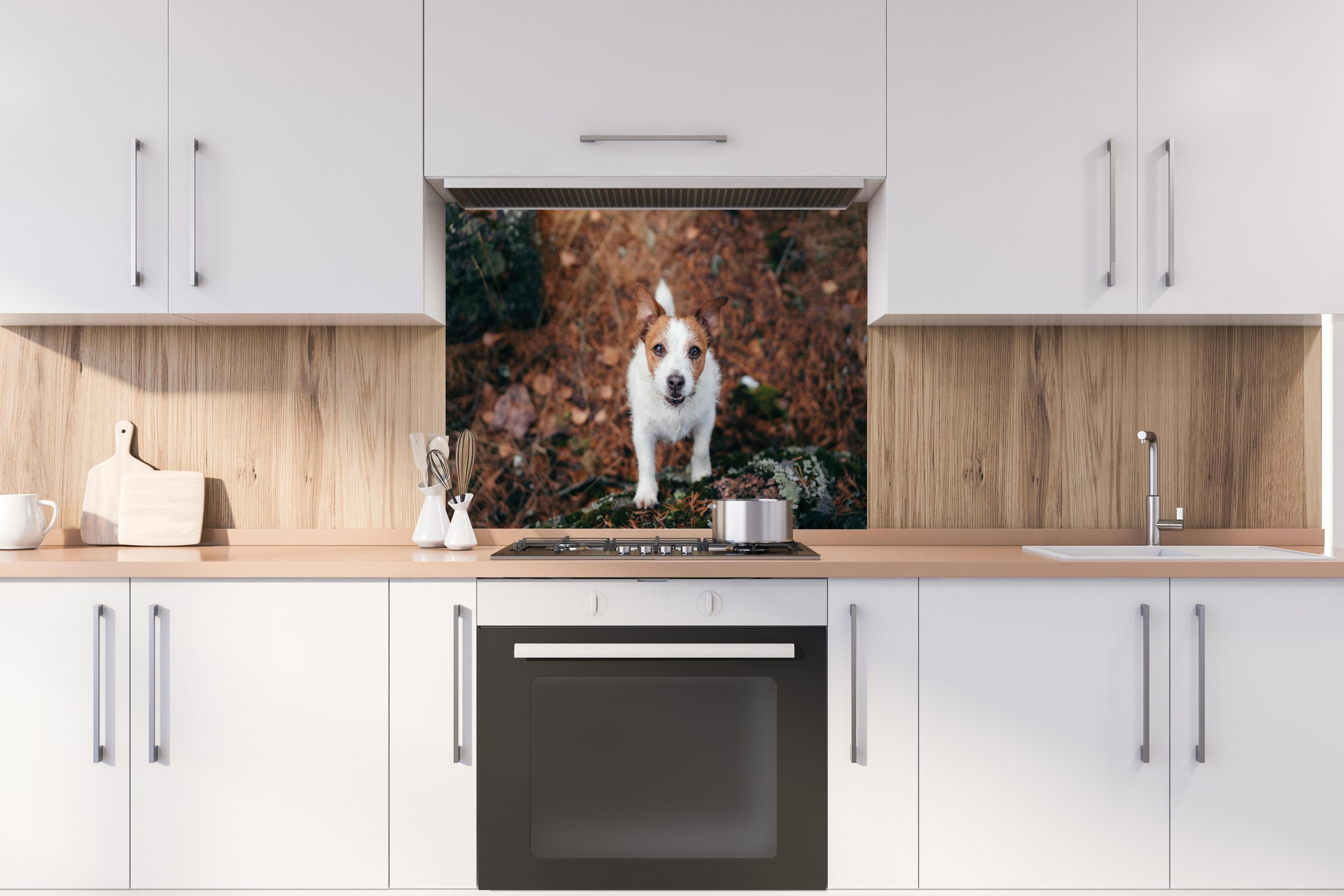 Spritzschutz - Jack Russell im herbstlichen Park hinter einem Cerankochfeld zwischen Holz-Kochutensilien
