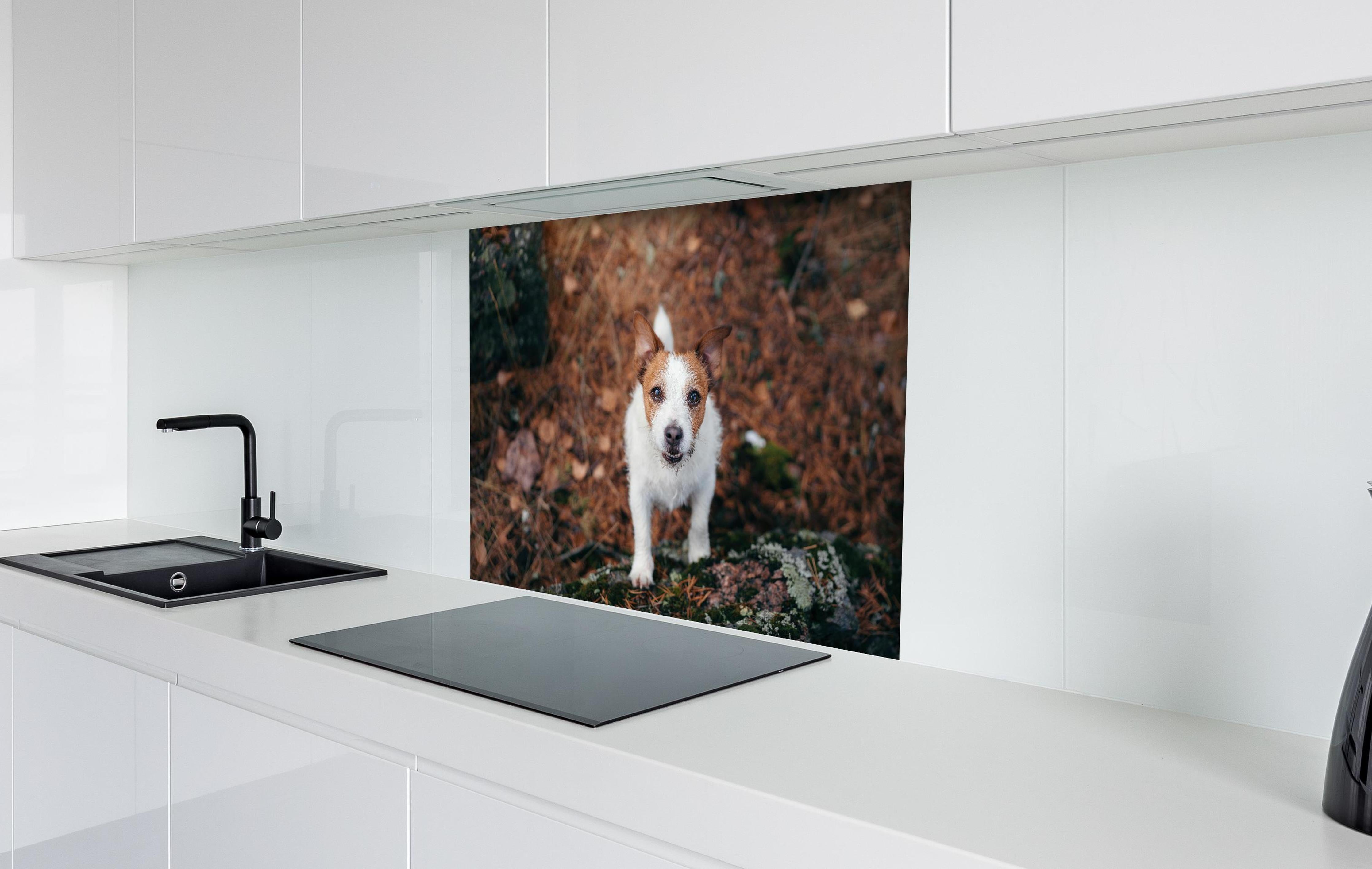 Spritzschutz - Jack Russell im herbstlichen Park hinter einem Cerankochfeld zwischen Holz-Kochutensilien
