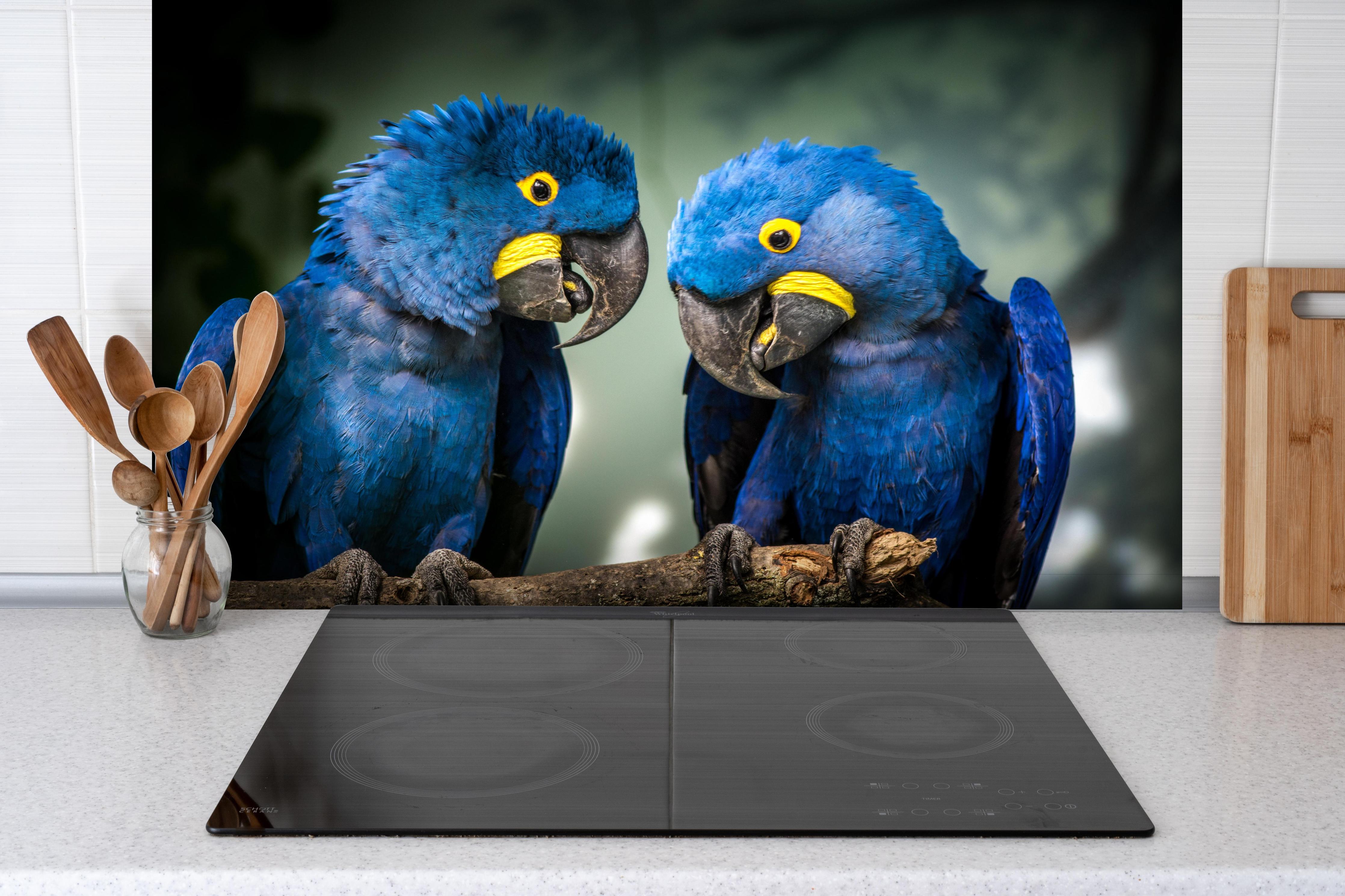 Spritzschutz - Lebendiger Blauer Gelbschnabel Ara hinter einem Cerankochfeld zwischen Holz-Kochutensilien
