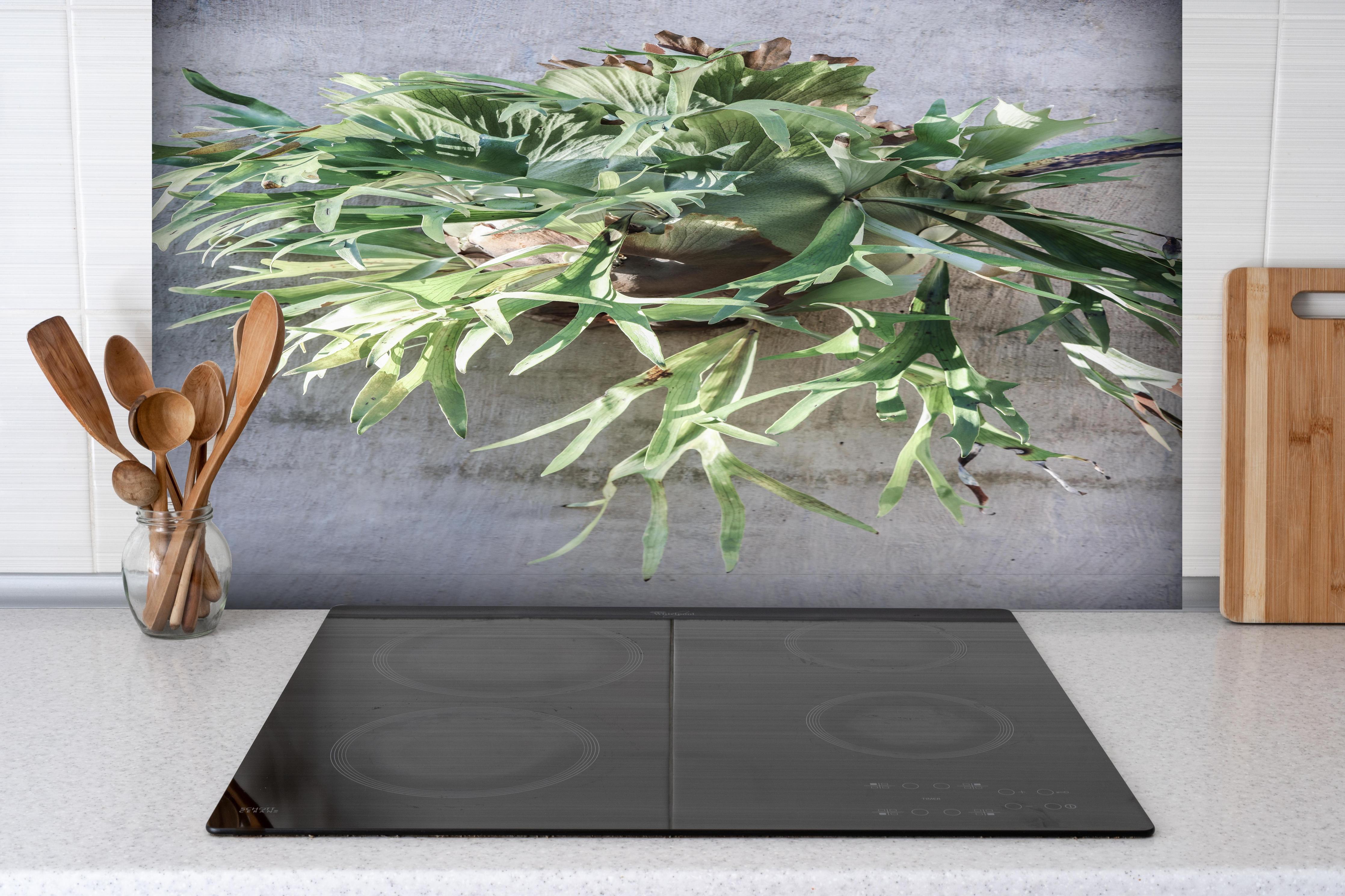 Spritzschutz - Lebendiges Takbok Pflanzen Stillleben hinter einem Cerankochfeld zwischen Holz-Kochutensilien
