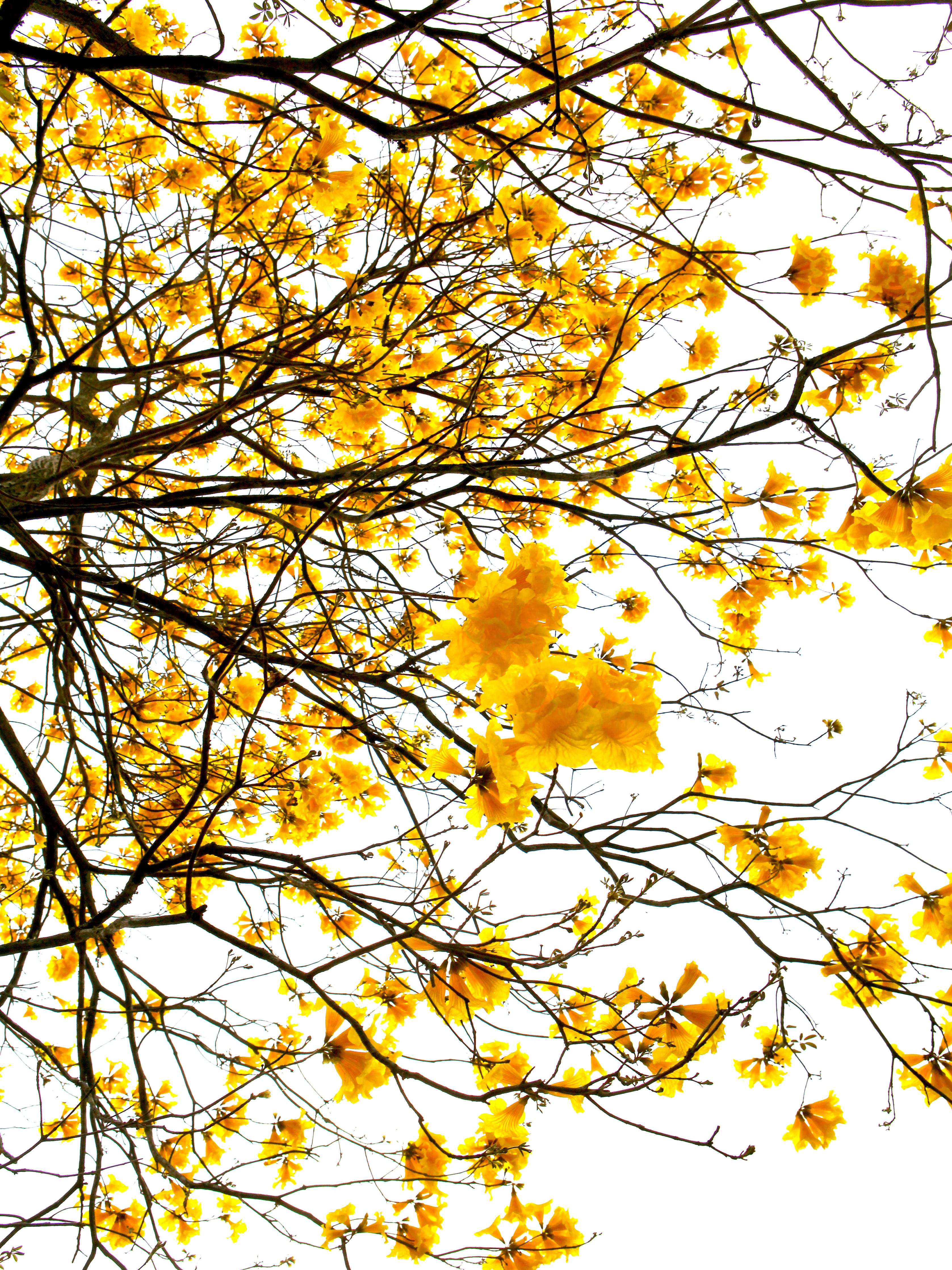 Spritzschutz-Leuchtend Gelbe Sommerbaumkrone