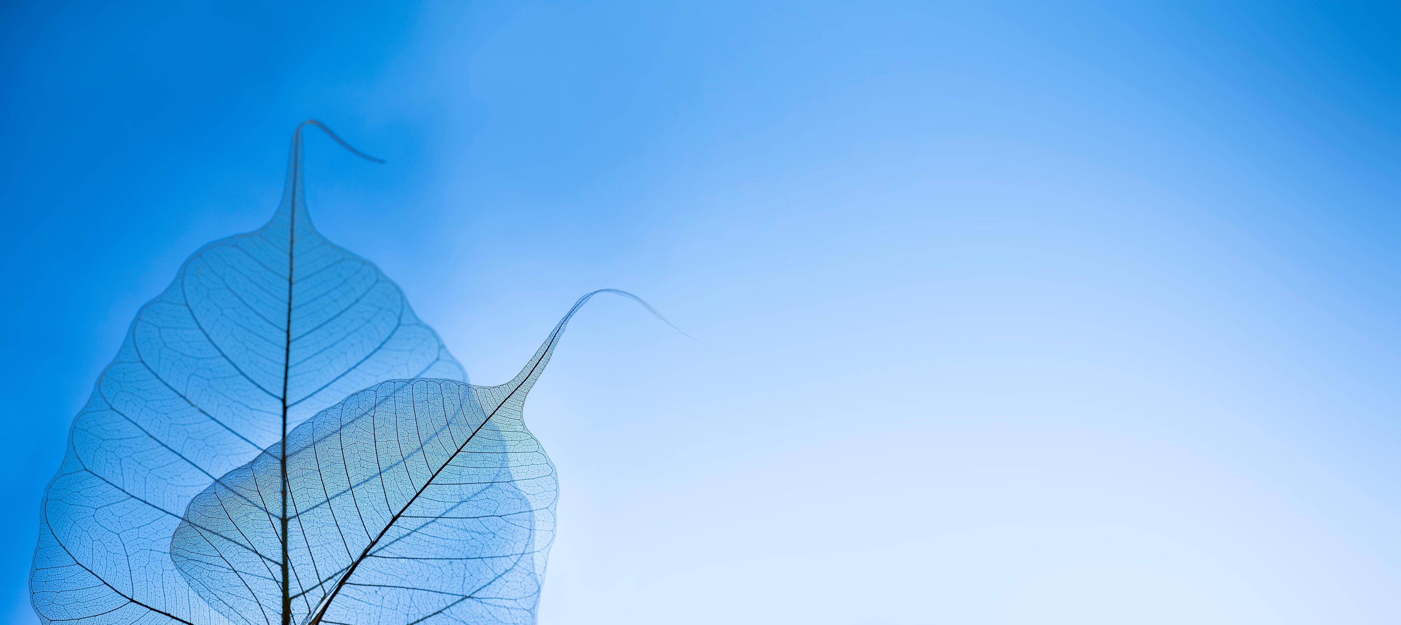 Spritzschutz-Makro-Fotografie Blaue Adern Durchscheinendes Blatt
