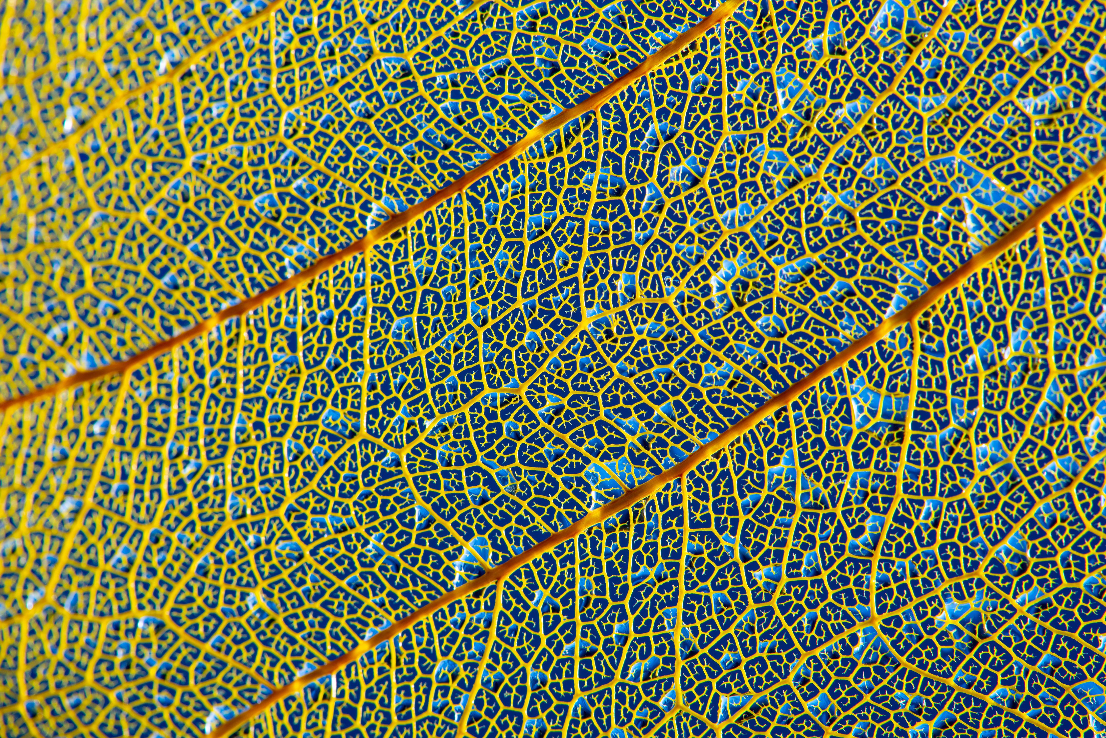 Spritzschutz-Makroaufnahme Gelbes Blatt mit Adern