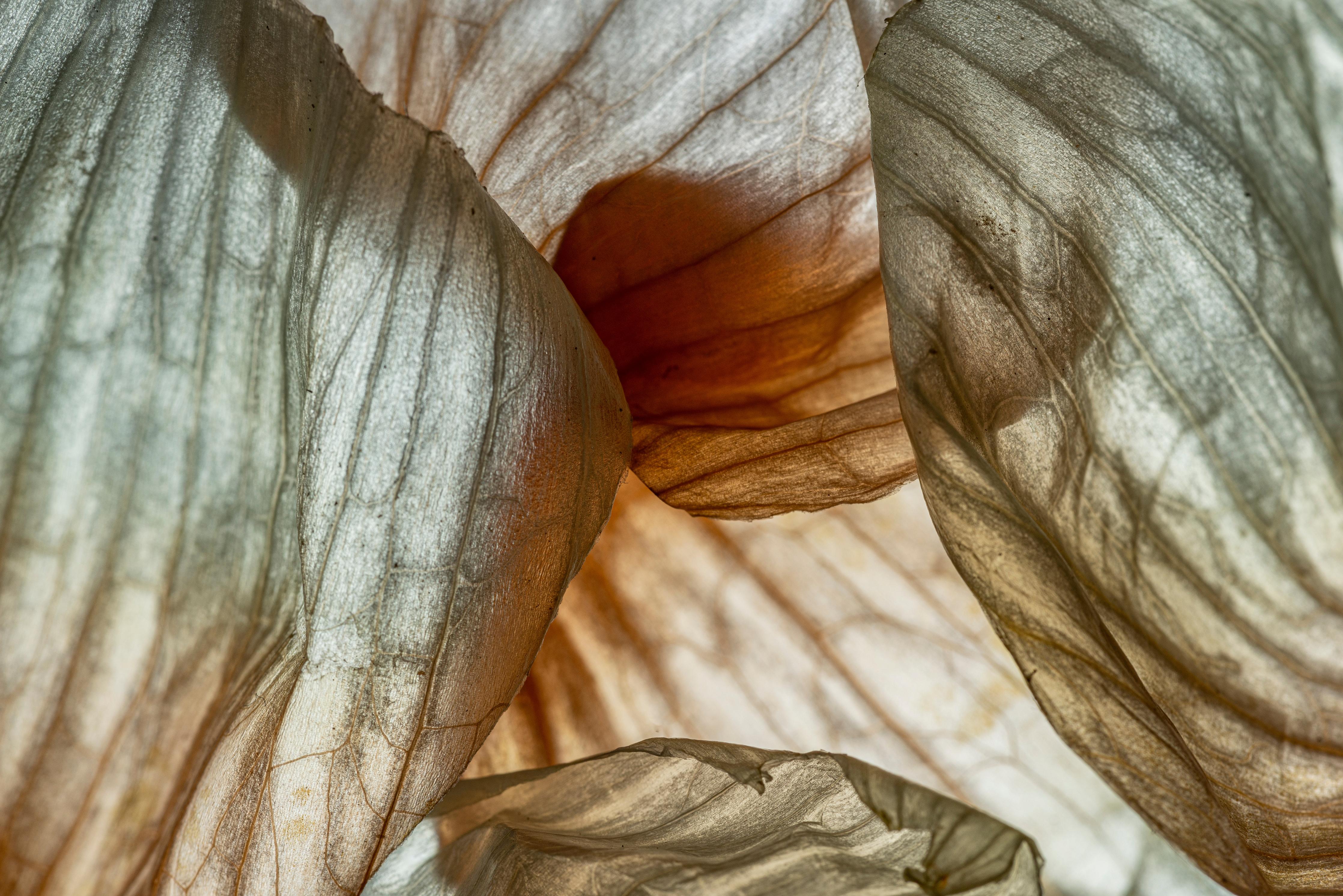 Spritzschutz-Makrofotografie der Schalenblatttextur einer Zwiebel