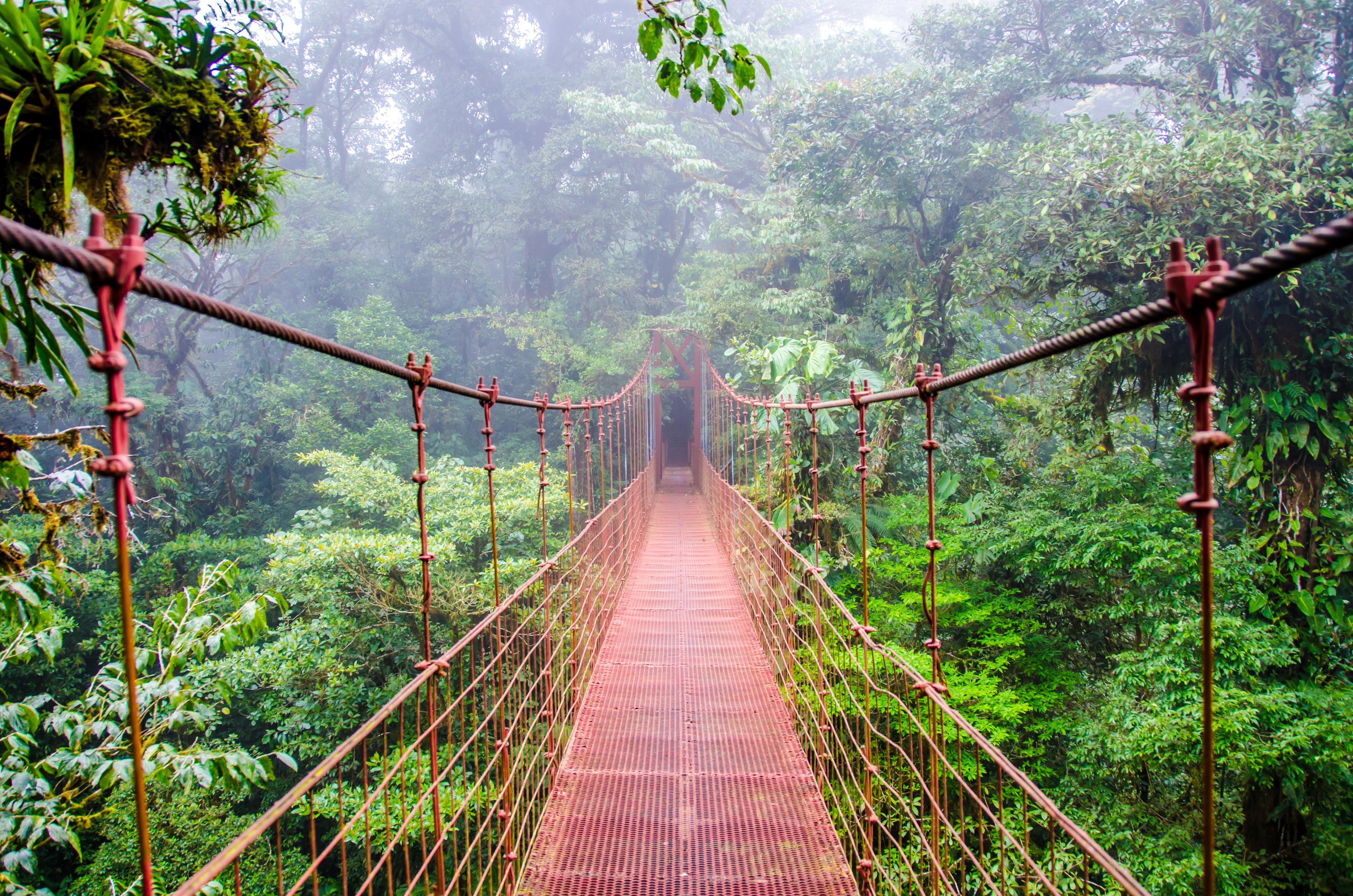 Spritzschutz-Mystische Hängebrücke im nebeligen Regenwald