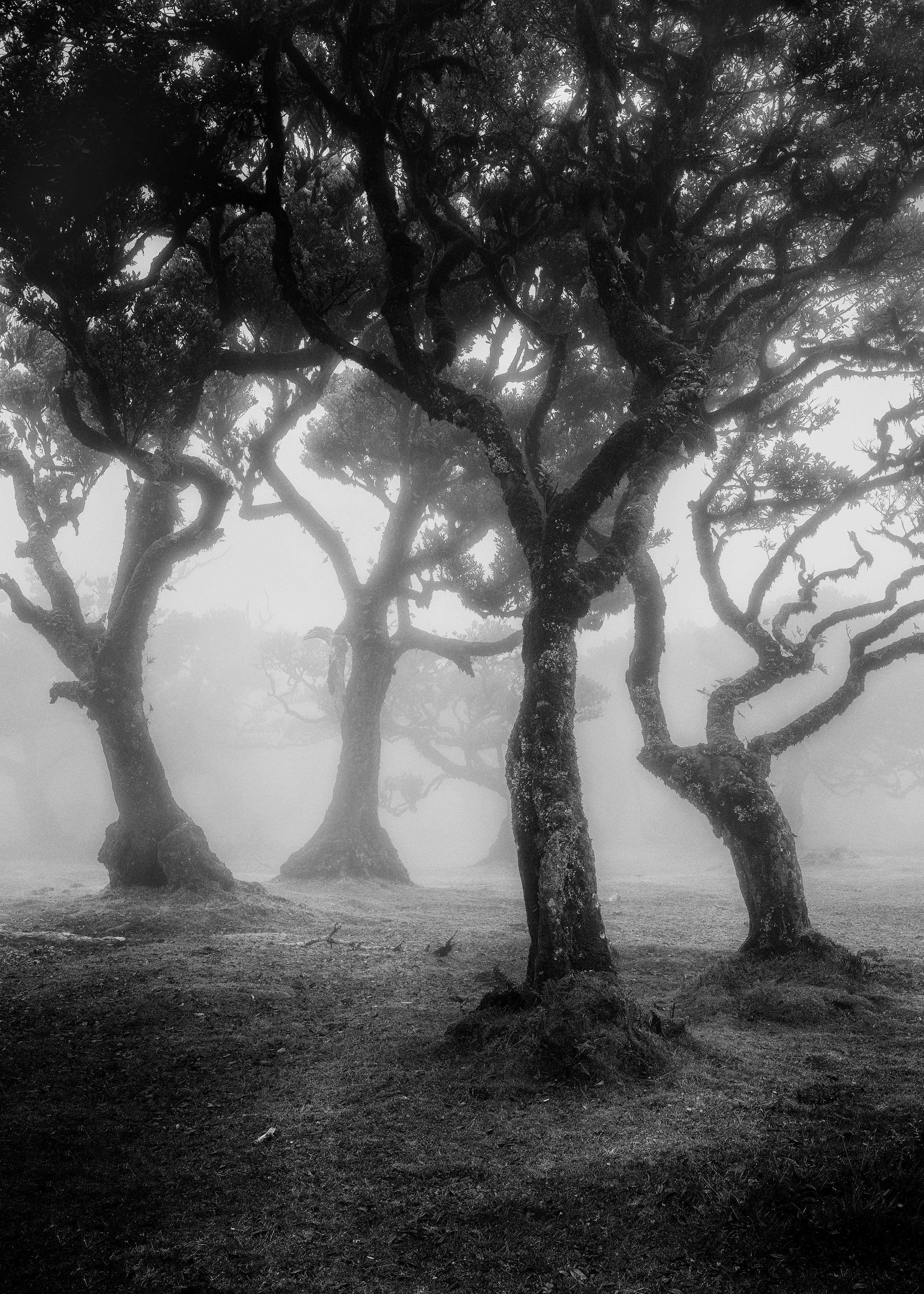 Spritzschutz-Mystischer Fanal Nebelwald Monochrom