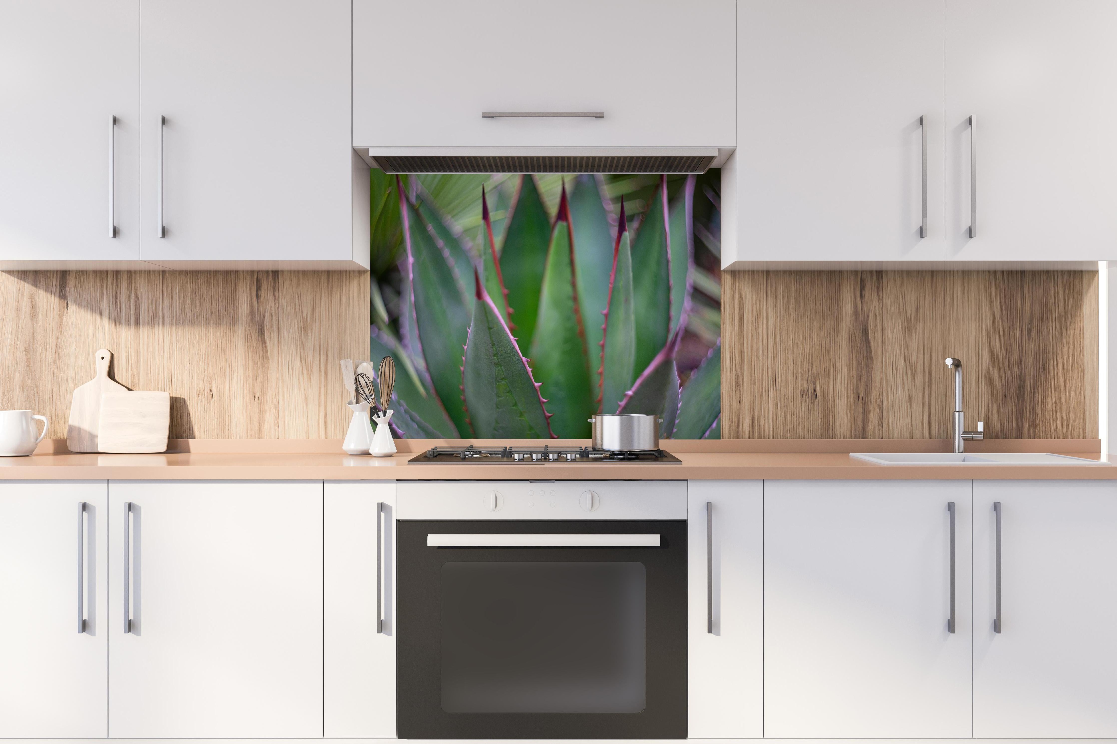 Spritzschutz - Nahaufnahme - Agave ghiesbreghti hinter einem Cerankochfeld zwischen Holz-Kochutensilien
