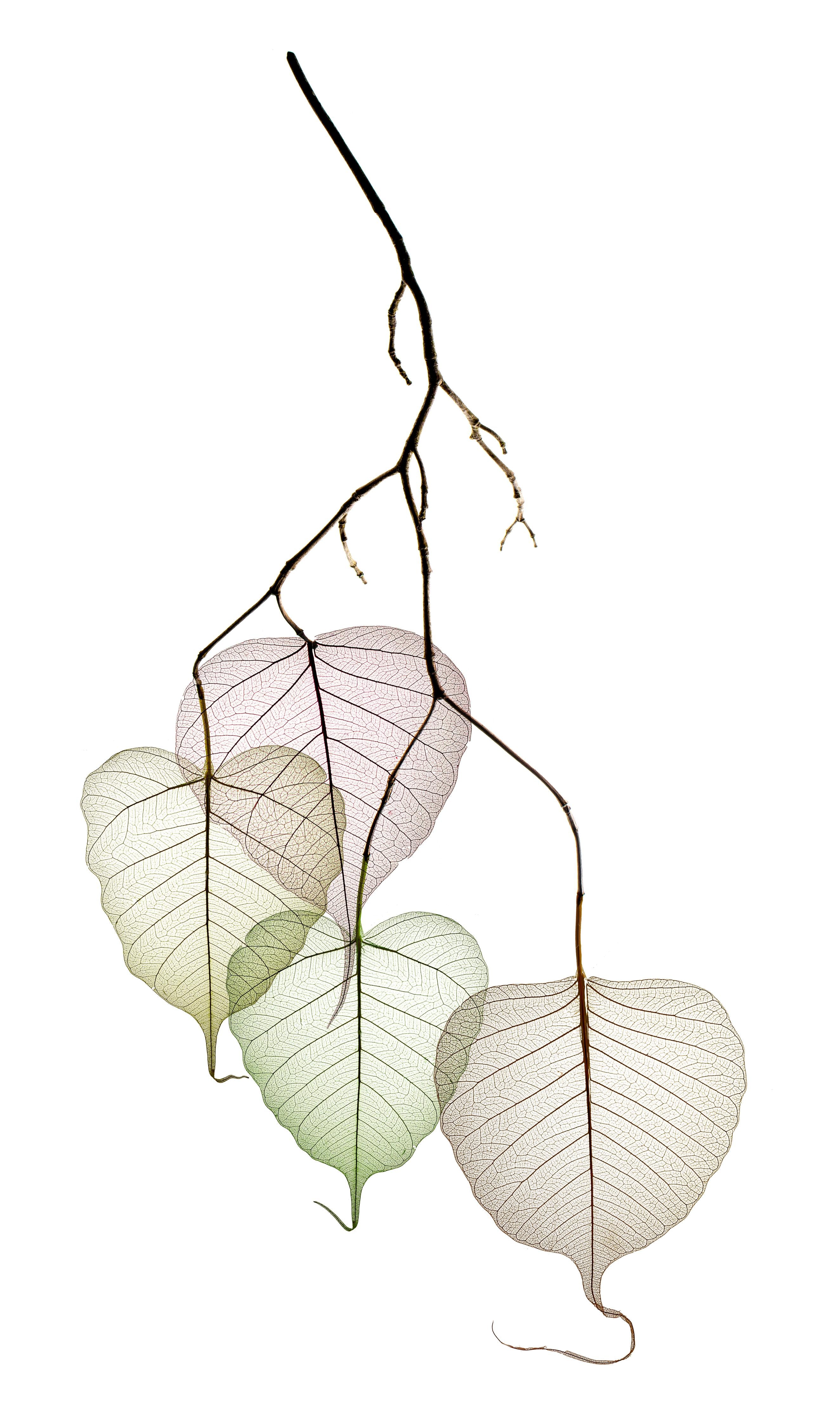 Spritzschutz-Nahaufnahme - Blätterzweige 