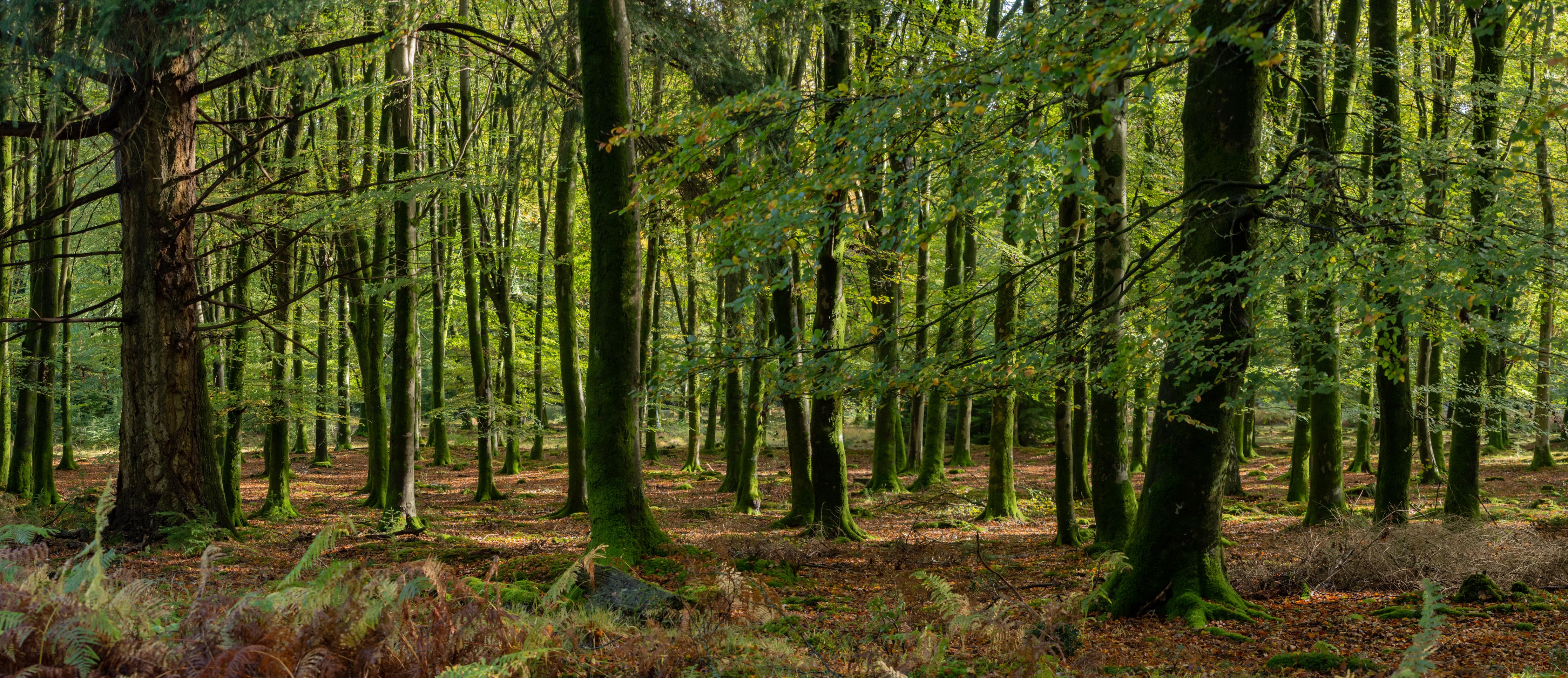 Spritzschutz-Natürliches Waldpanorama in Grün